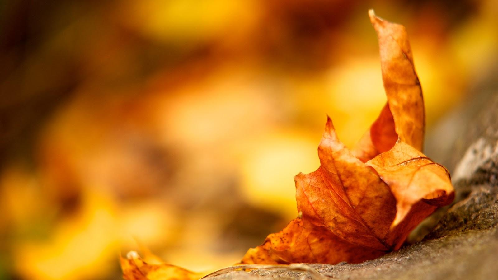 Macro Leaf Autumn HD Wallpaper