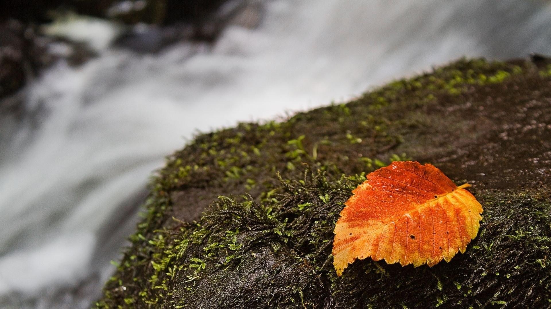 Widescreen, Macro, nature, Of, Macbook, Rocks, Moss, Autumn
