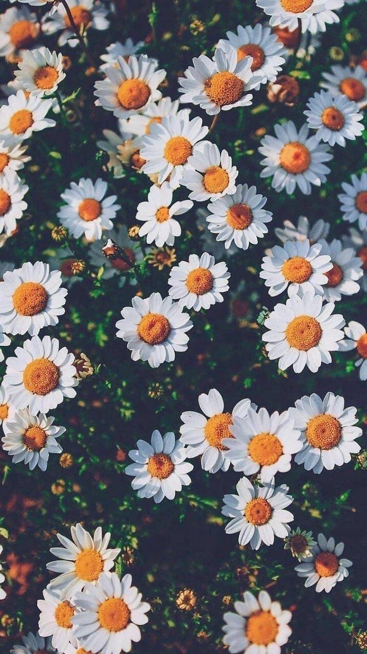 Daisy aesthetic discovered