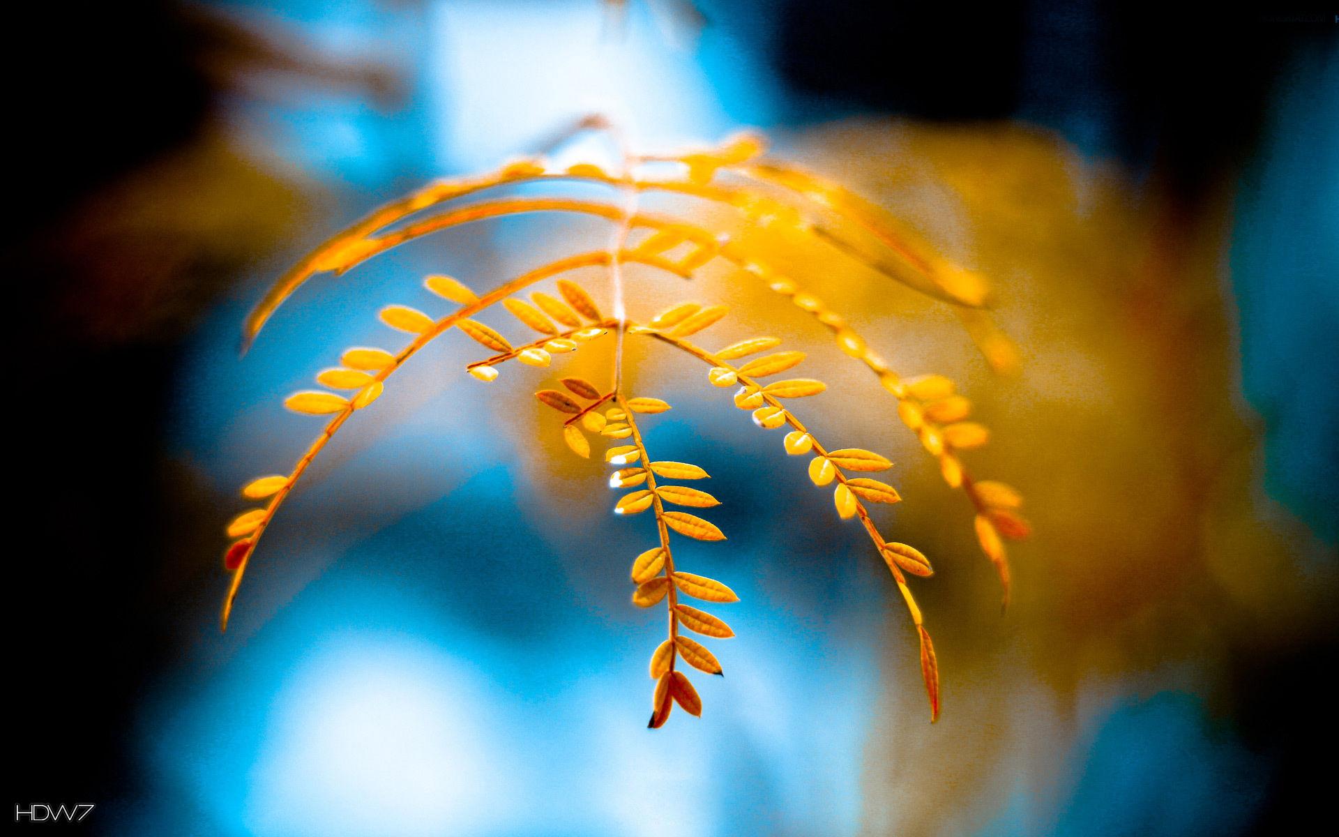 golden foliage autumn macro HD desktop background. HD wallpaper gallery