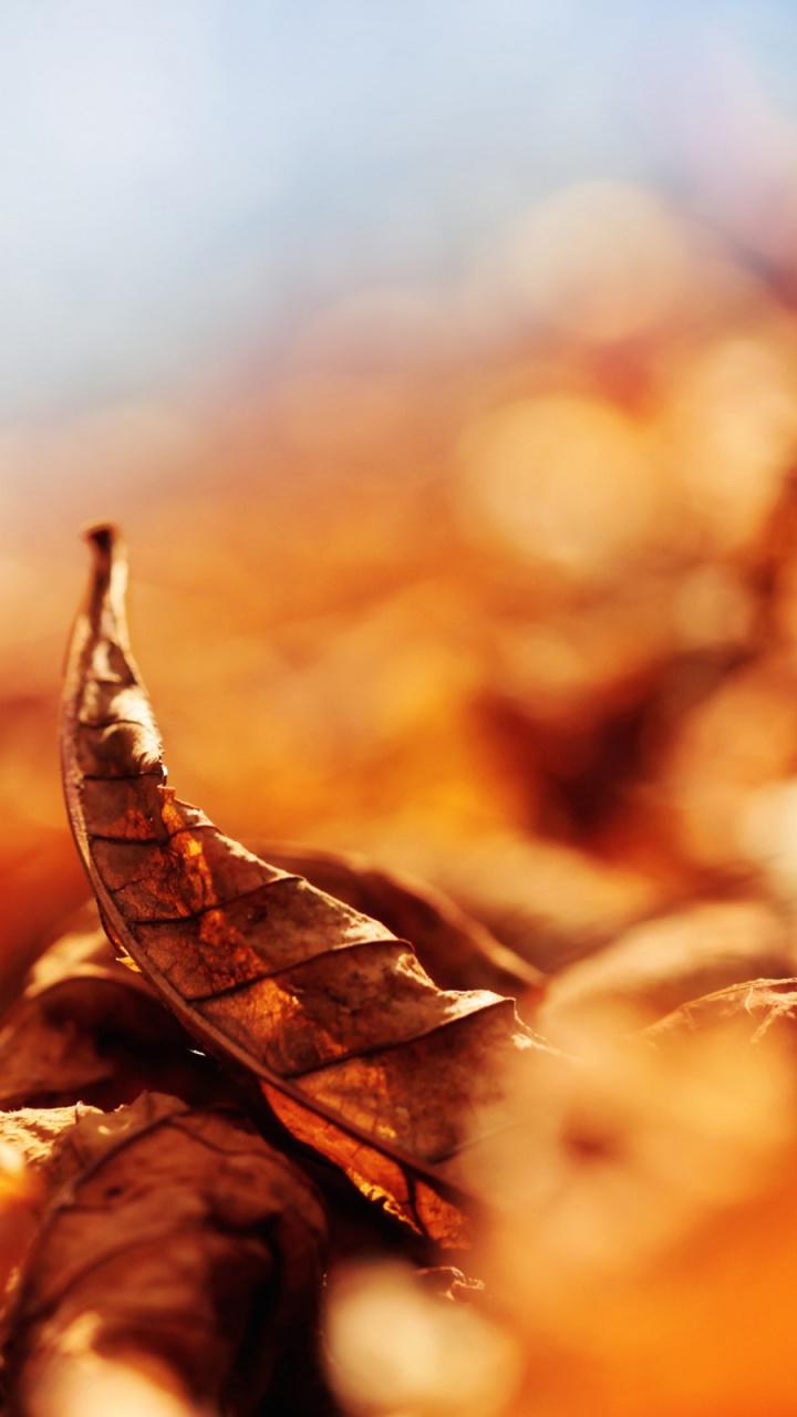Sky, Autumn, Macro Photography, Sunlight HD Wallpaper