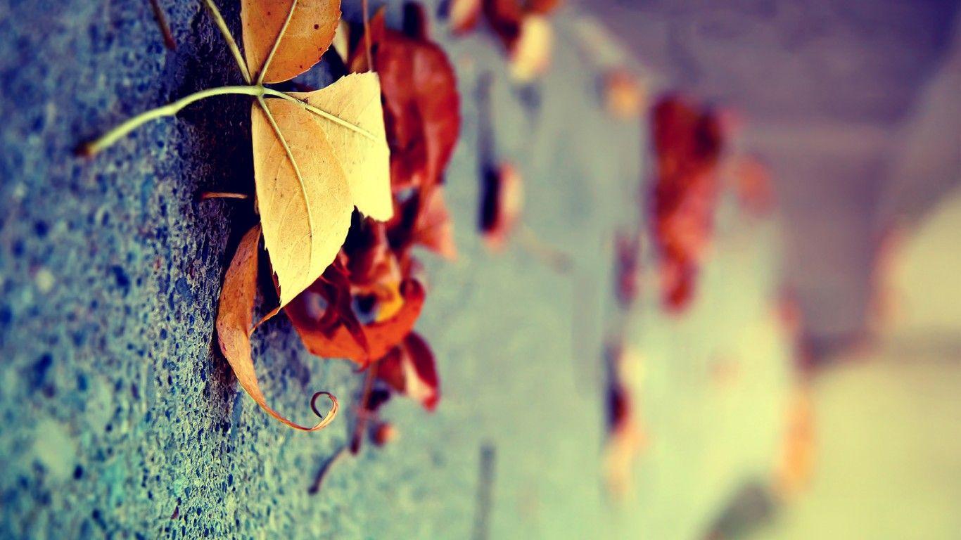 Autumn, Leaves, Macro. Free HD wallpaper. all things