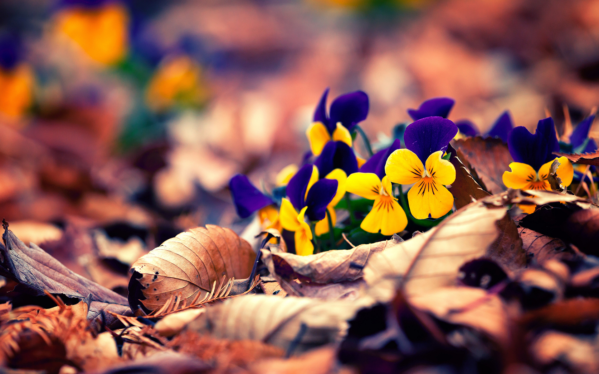 nature, Flowers, Leaves, Autumn, Fall, Seasons, Garden