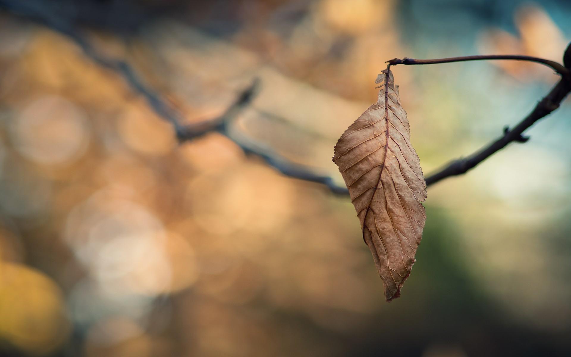 Closeup Nature Autumn Leaves Macro - [1920 X 1200]