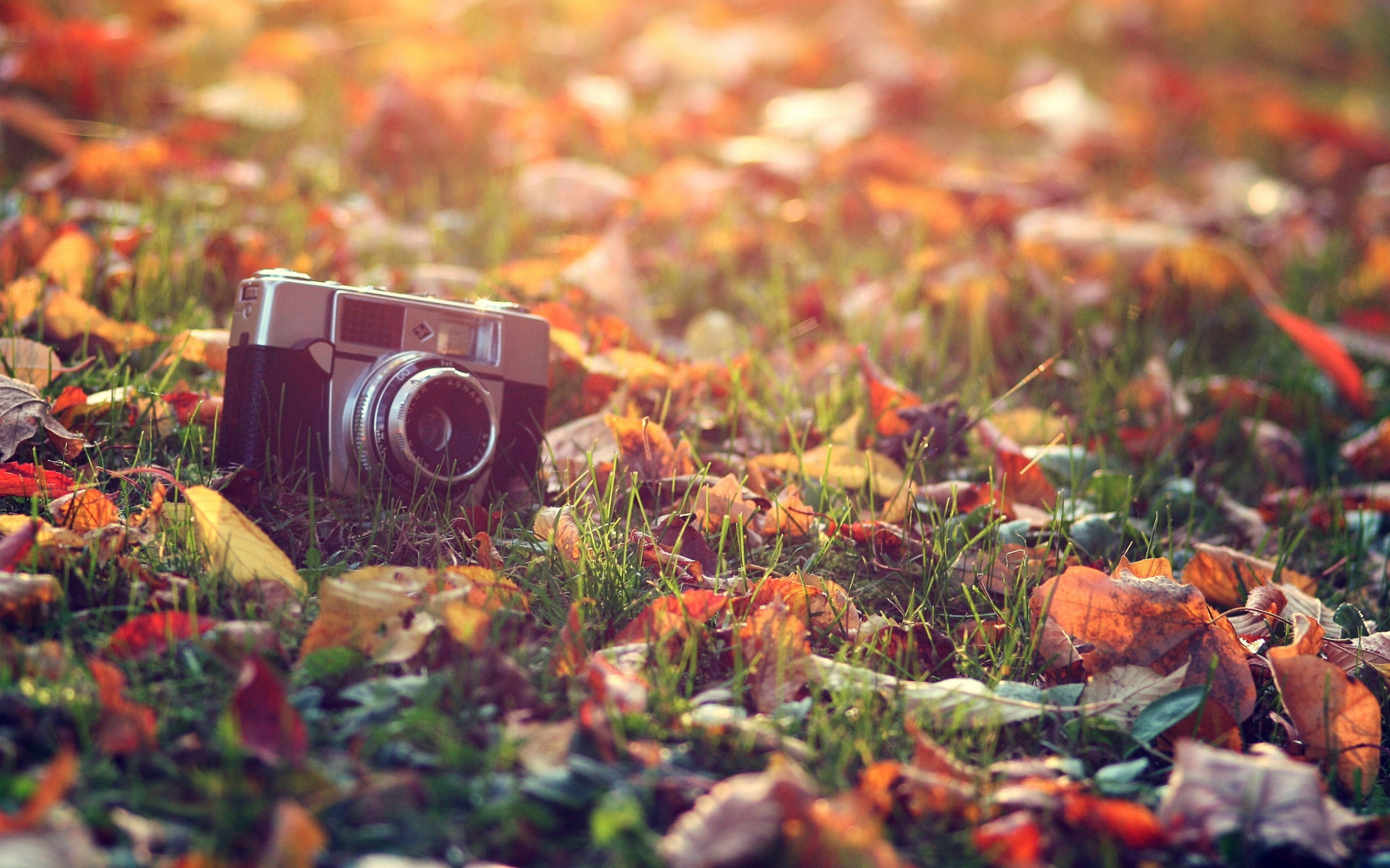 Fall Wallpaper HD background picture