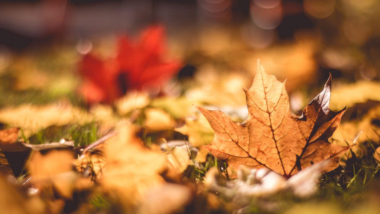 Wallpaper Maple leaf, Autumn, Foliage, Macro, HD