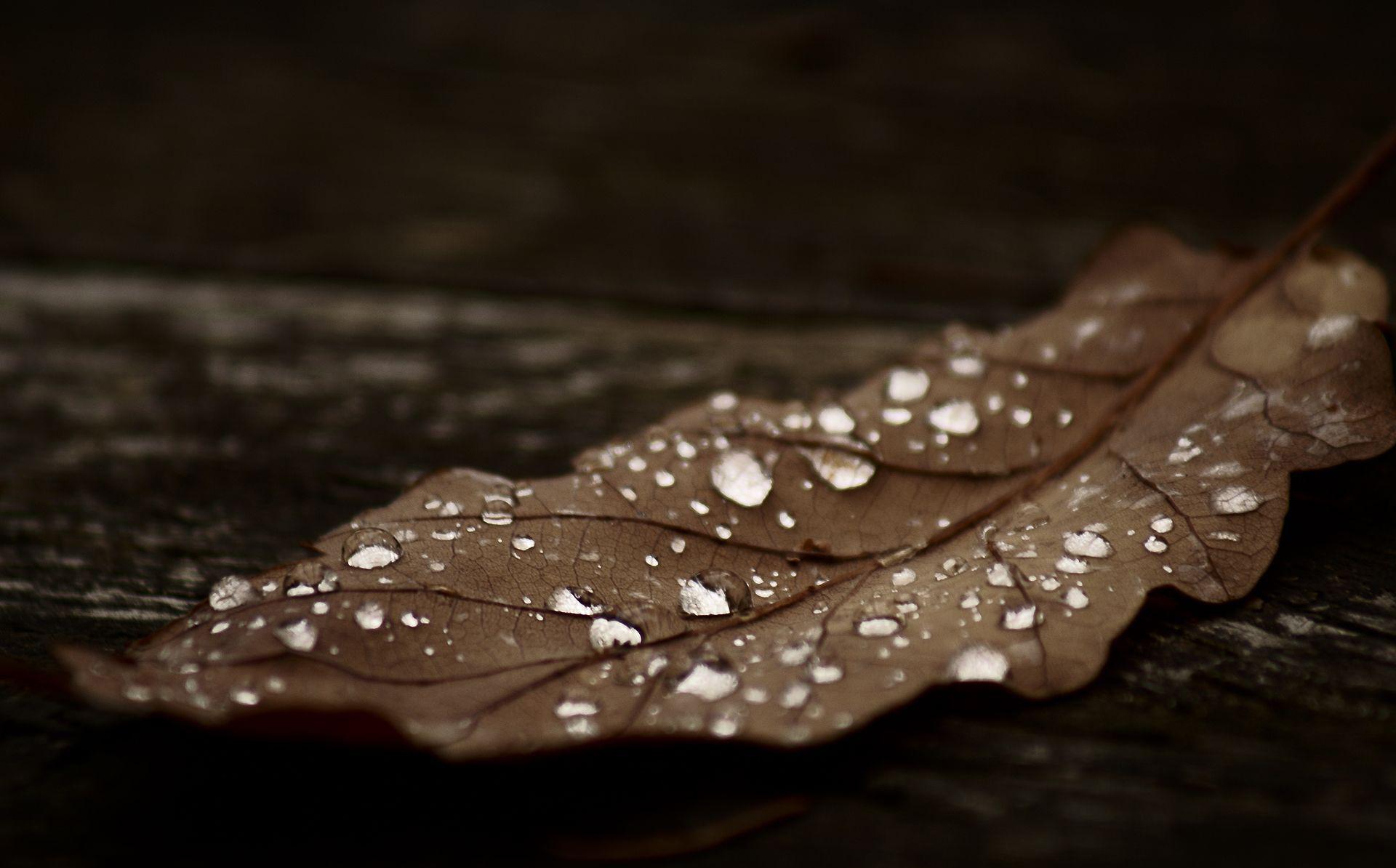 Macro Autumn Leaf HD Photography Wallpaper