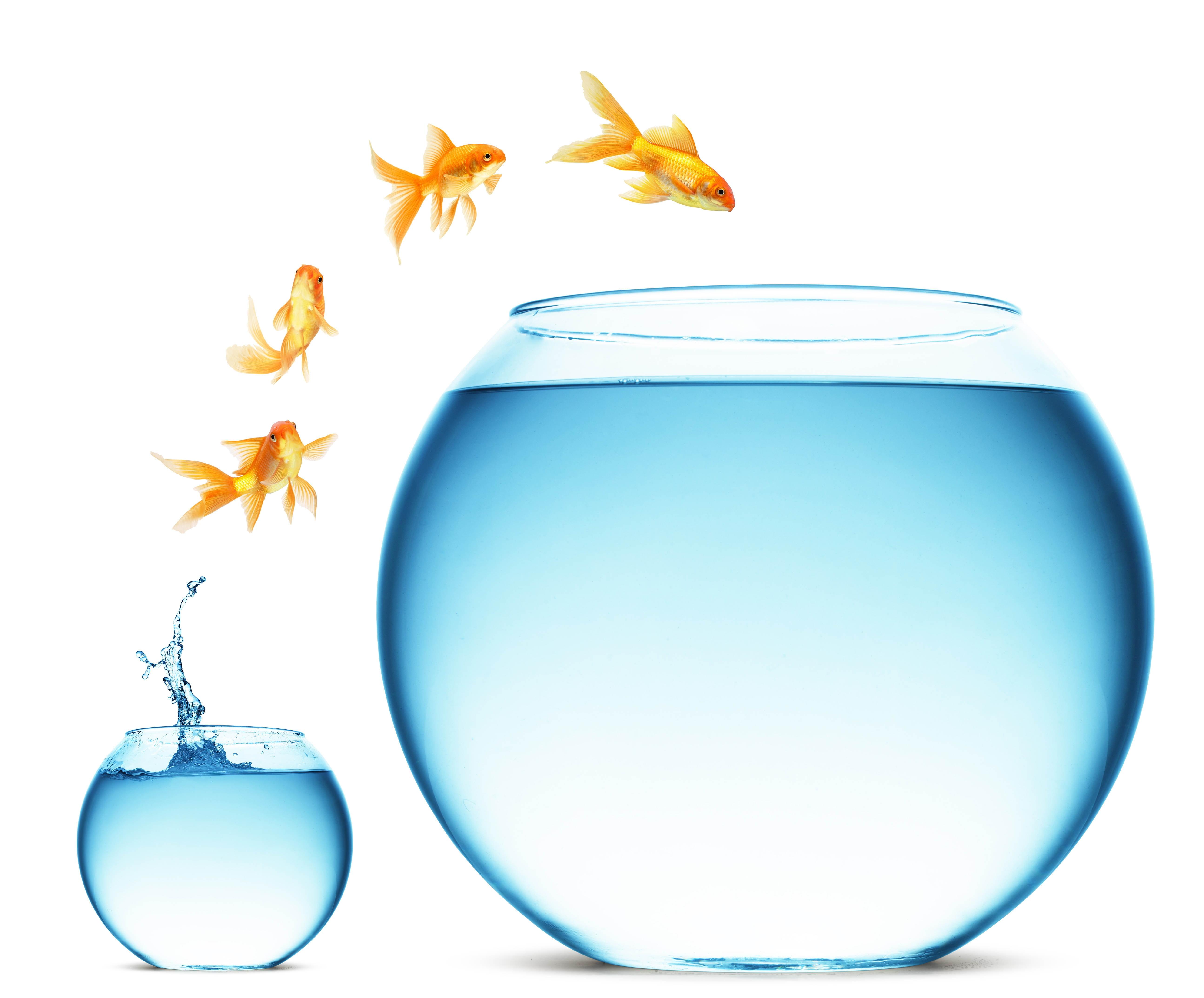 Four gold fishes jumping to glass fish bowl illustration HD