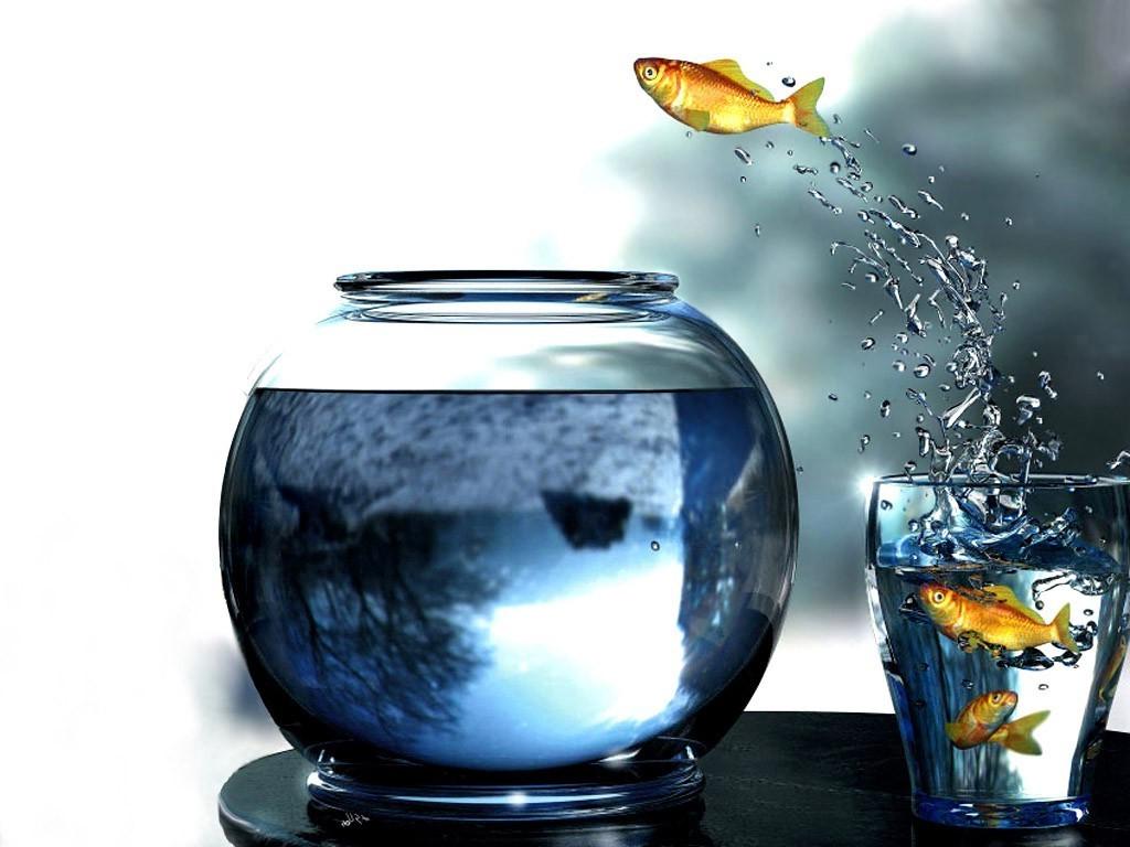 Fishbowl Fish Art HD Wallpaper