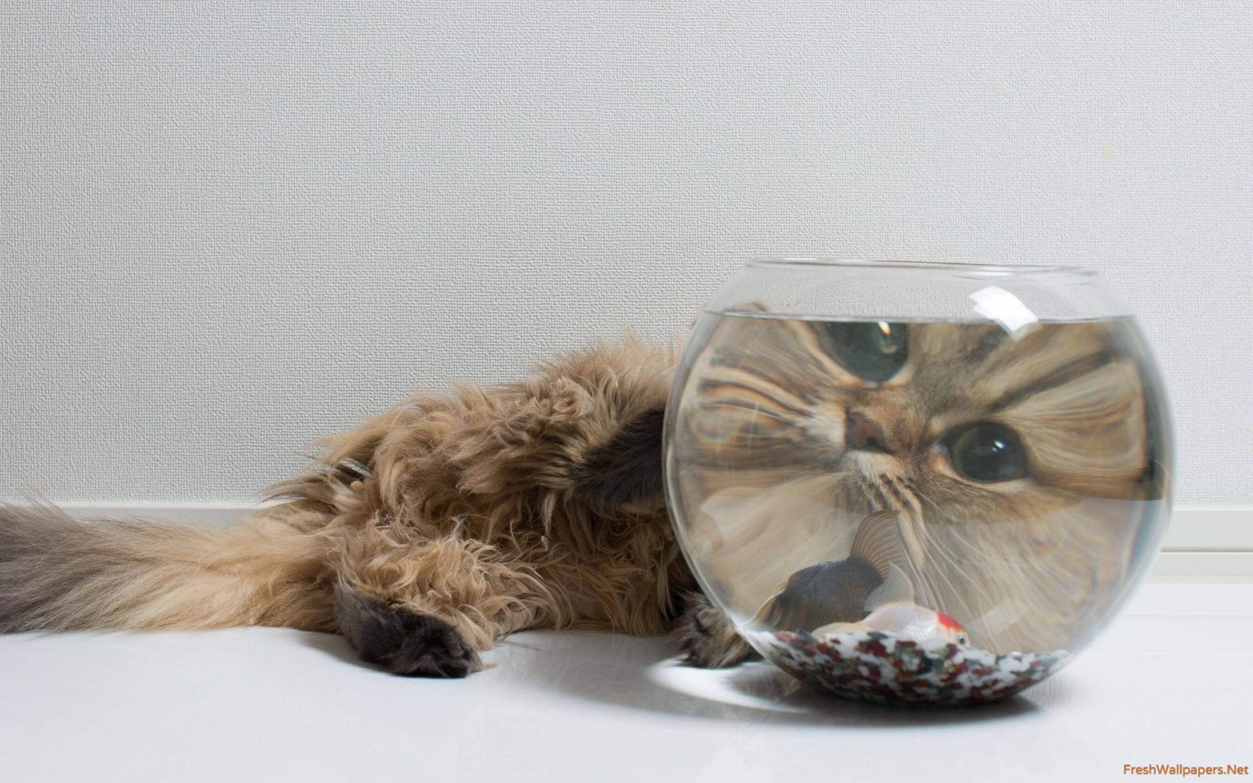 Fluffy cat head viewed through a fish bowl wallpaper