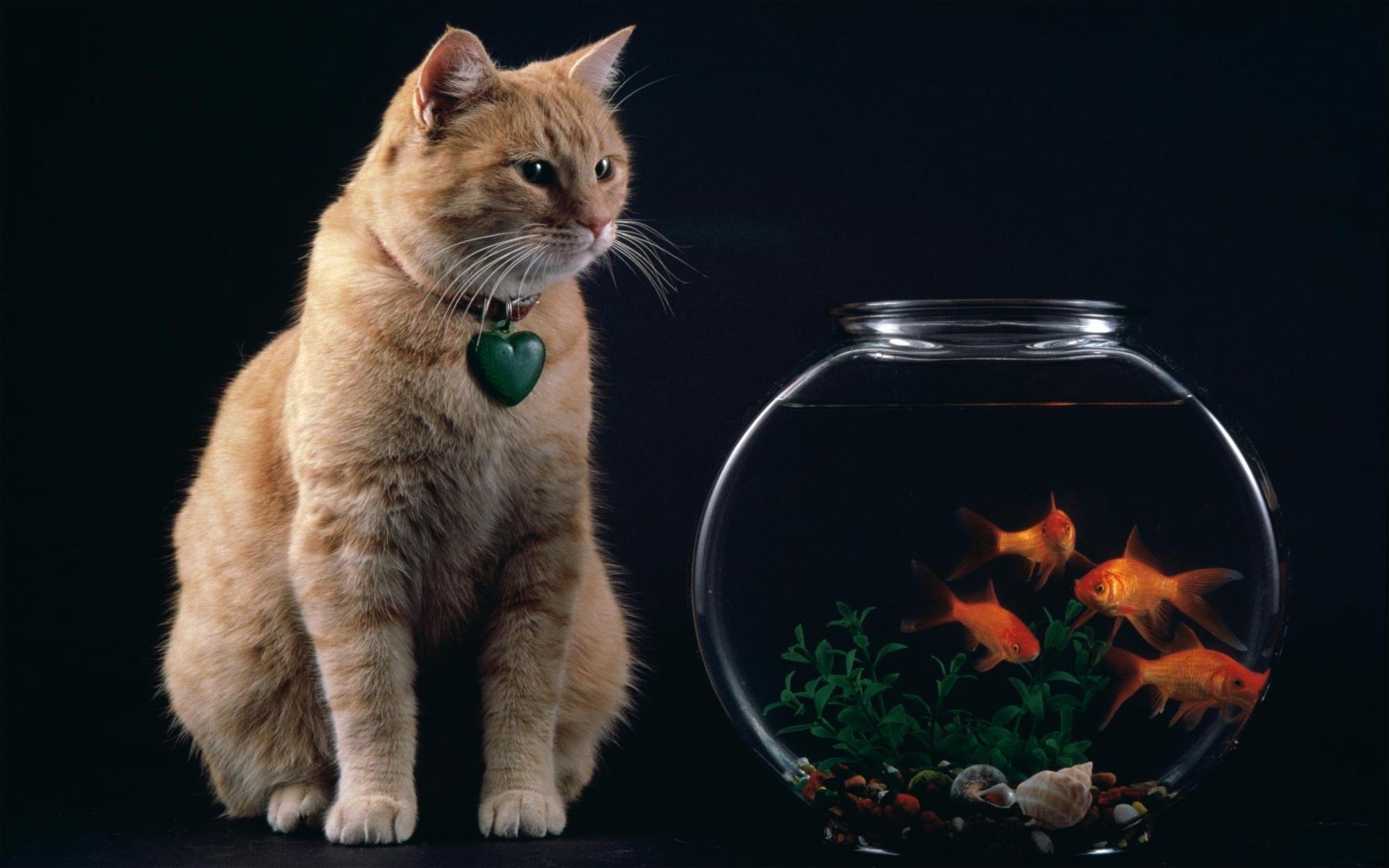 Cat And Fish Bowl [1920 x 1200]
