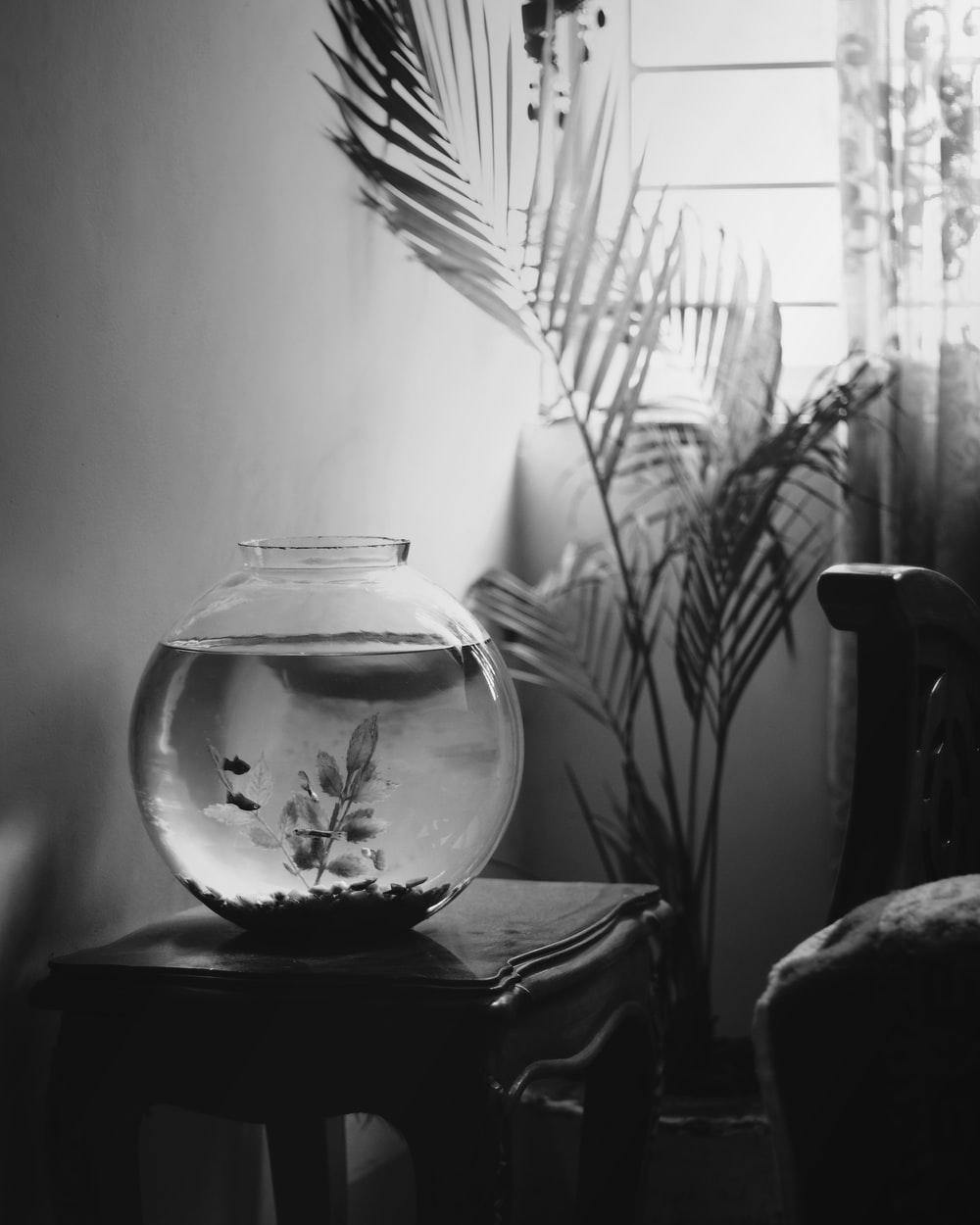 Fish Bowl Picture. Download Free Image