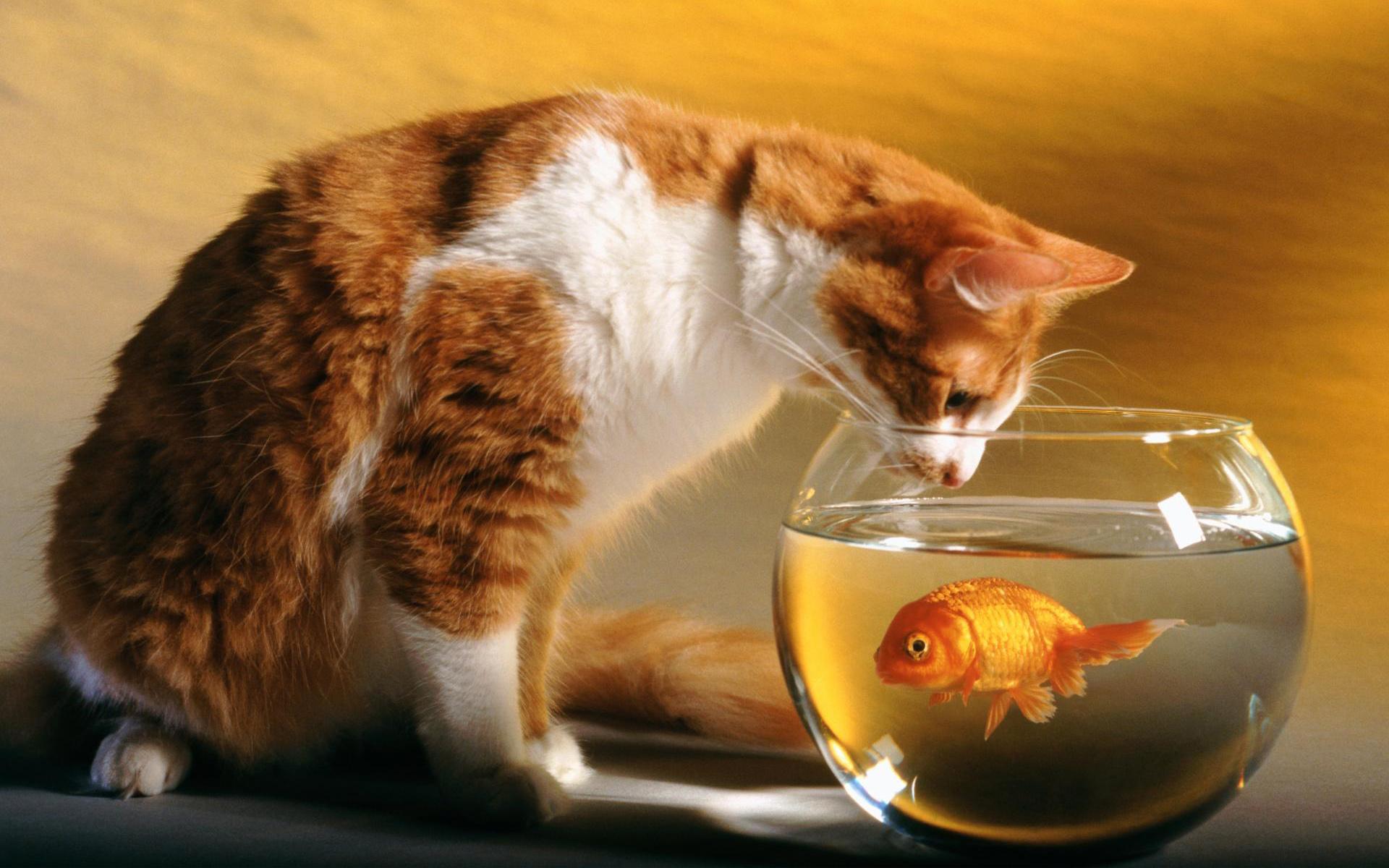 cats, Funny, Goldfish, Fish, Bowls Wallpaper HD / Desktop