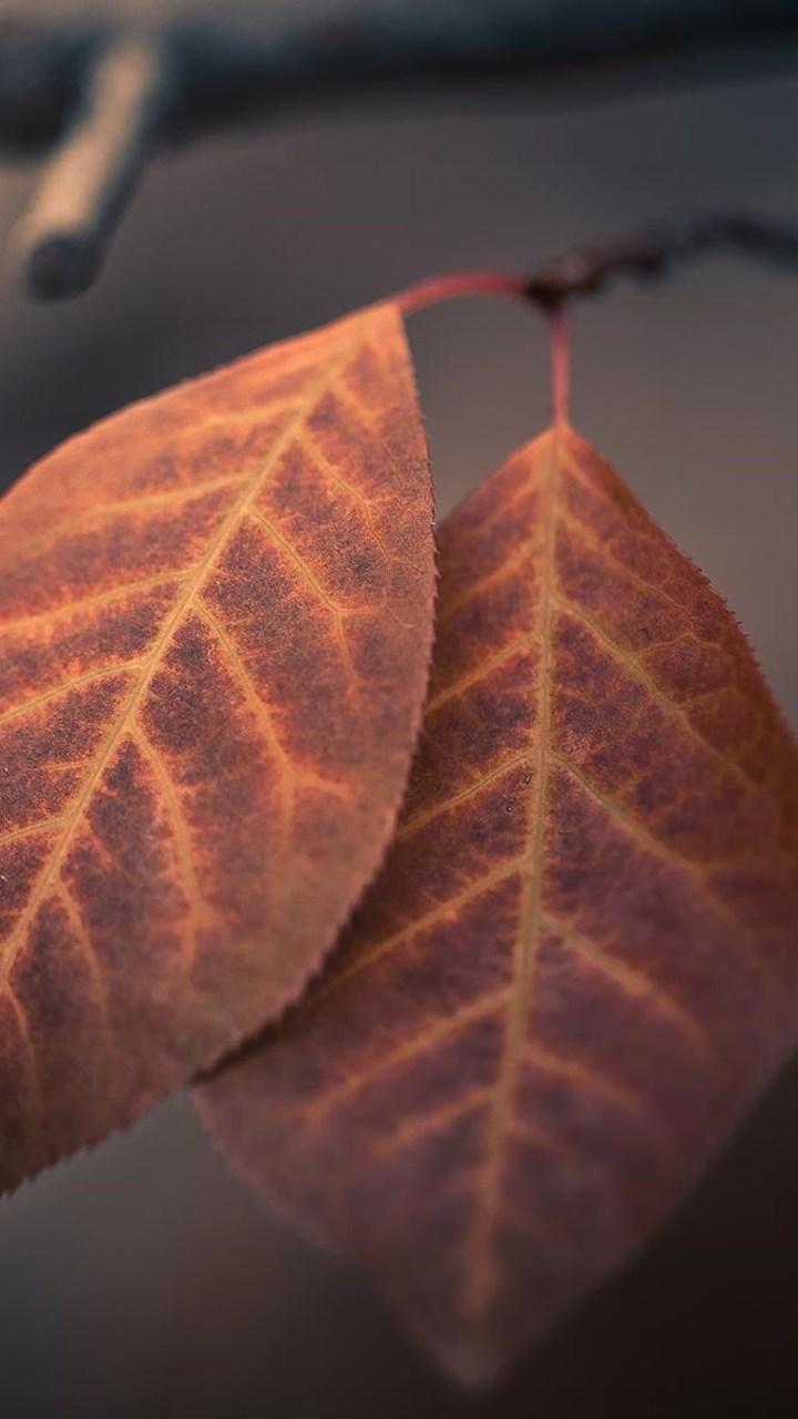 Autumn Macro Leaves Wallpaper- [720x1280]