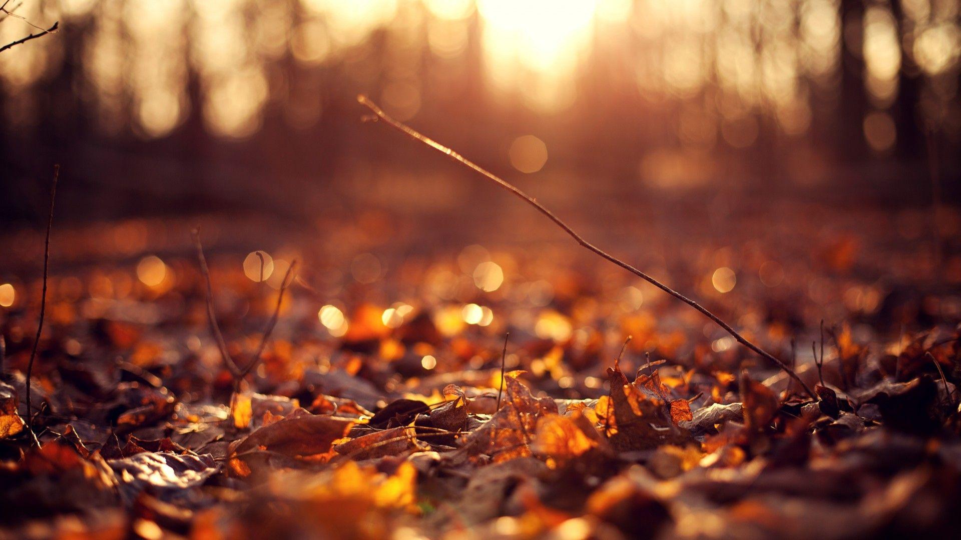 Download wallpaper macro, leaf, leaves, autumn, sun