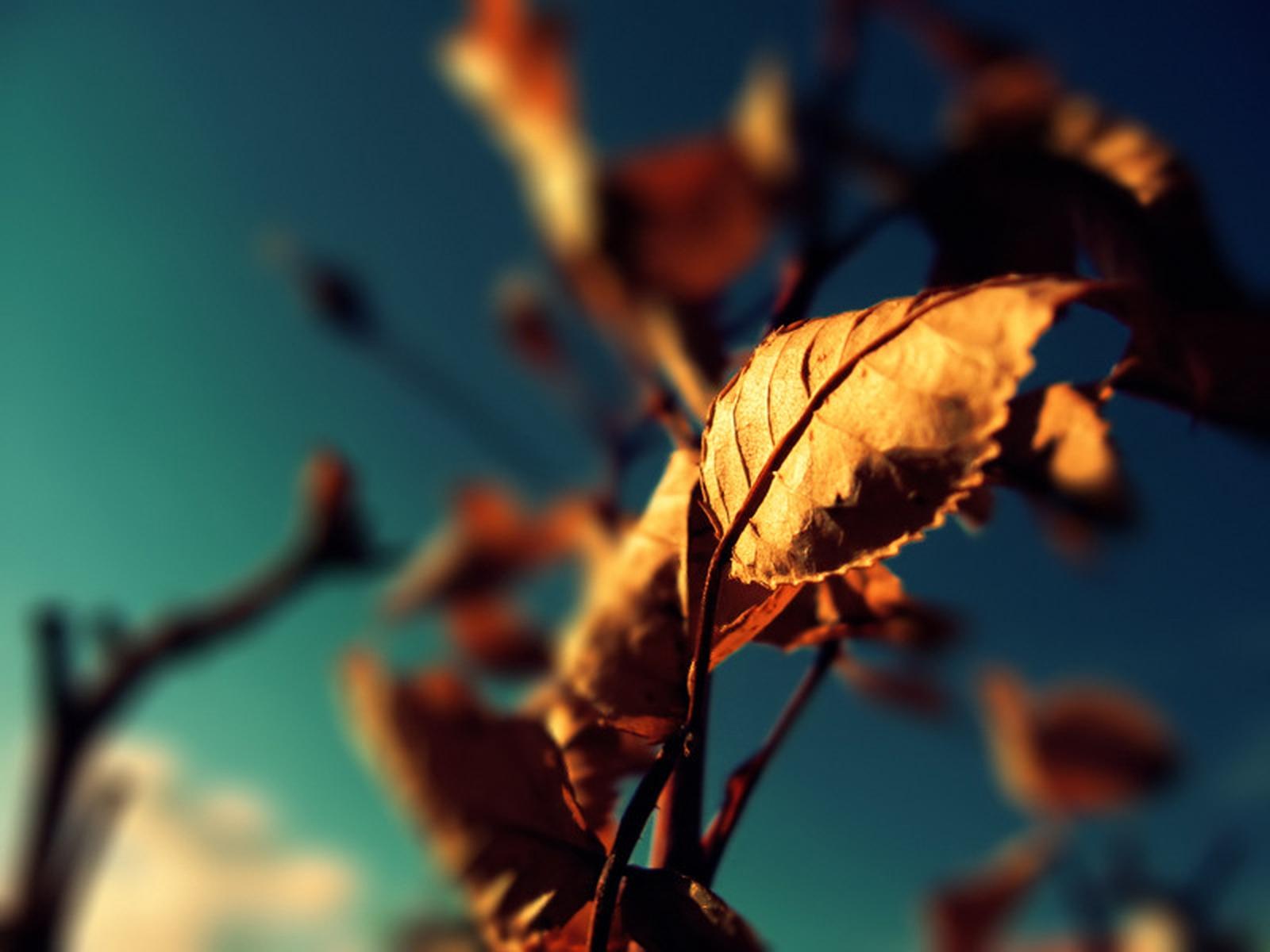 Autumn Leaves Photography Wallpaper