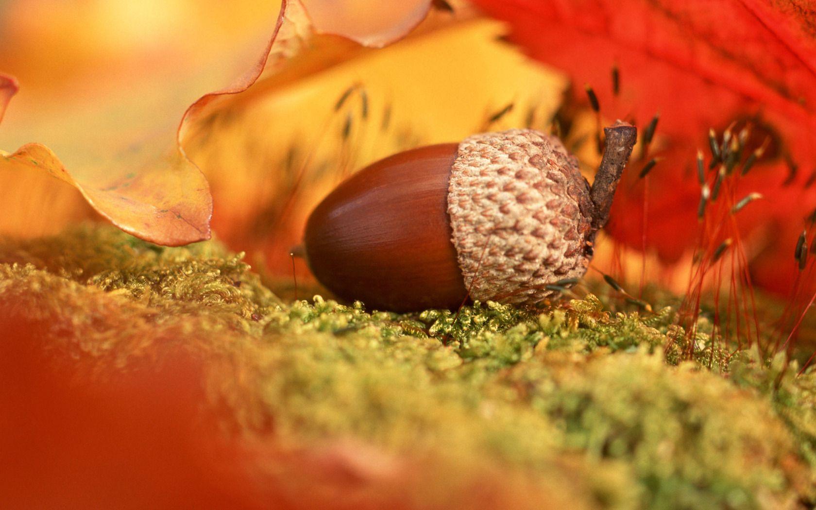 Autumn acorn x 1050 desktop wallpaper