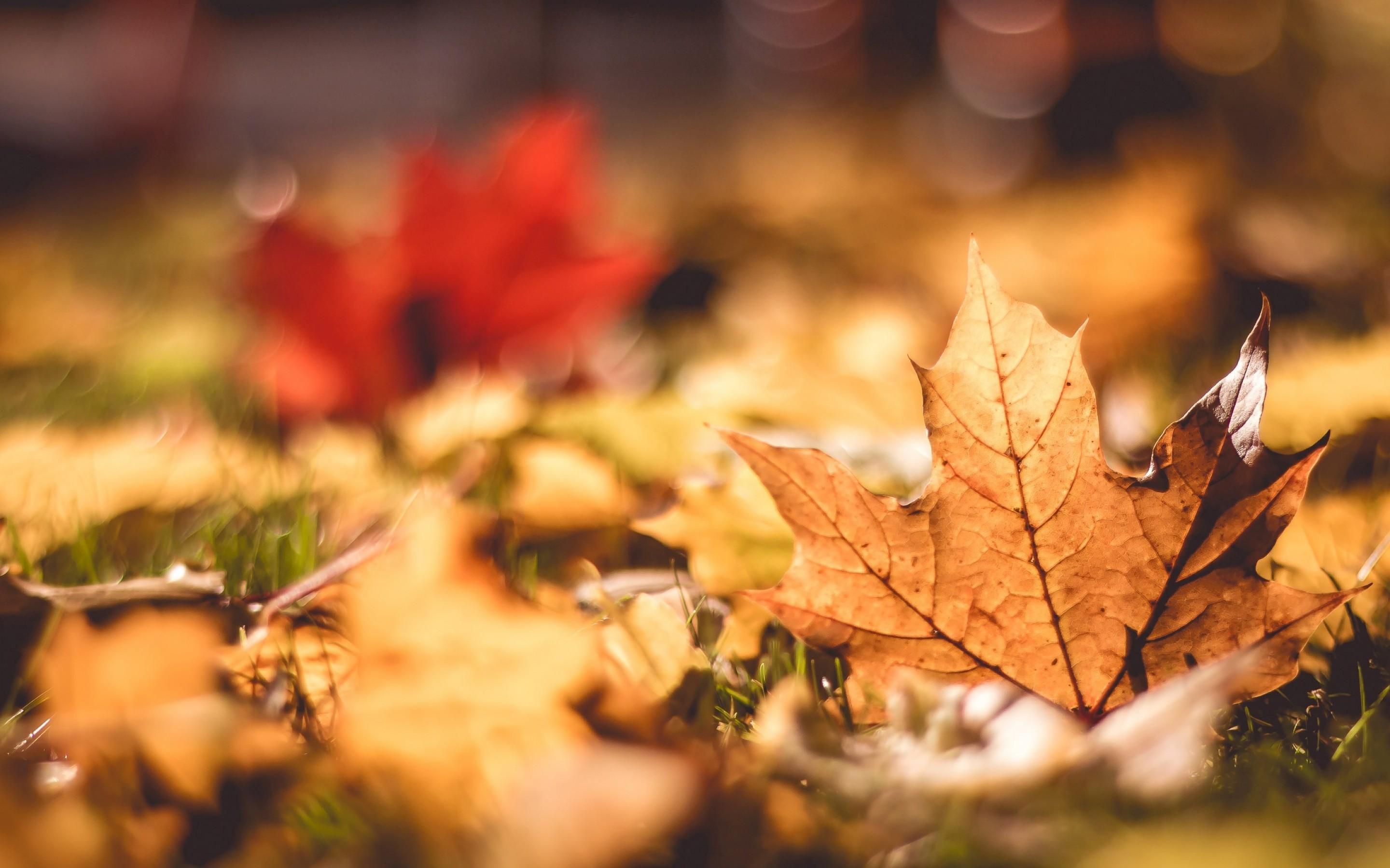 Download 2880x1800 Fall, Leaves, Macro, Bokeh, Autumn