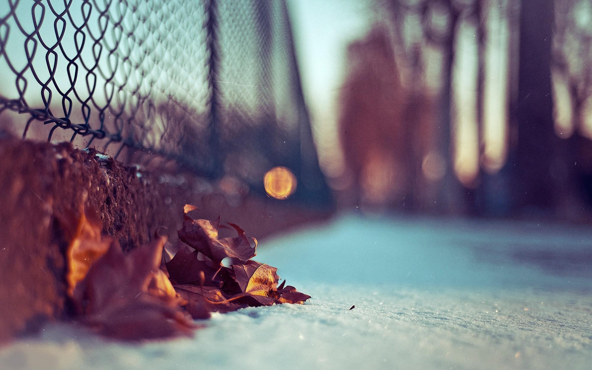 Close Up, Nature, Autumn, Leaves, Macro, Chain Link Fence