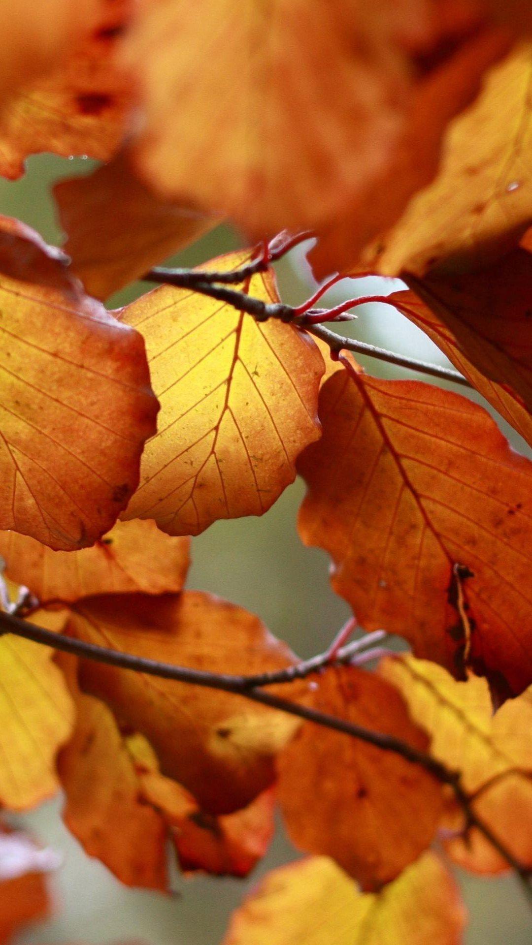 Autumn Orange Leaves Macro Android Wallpaper free download