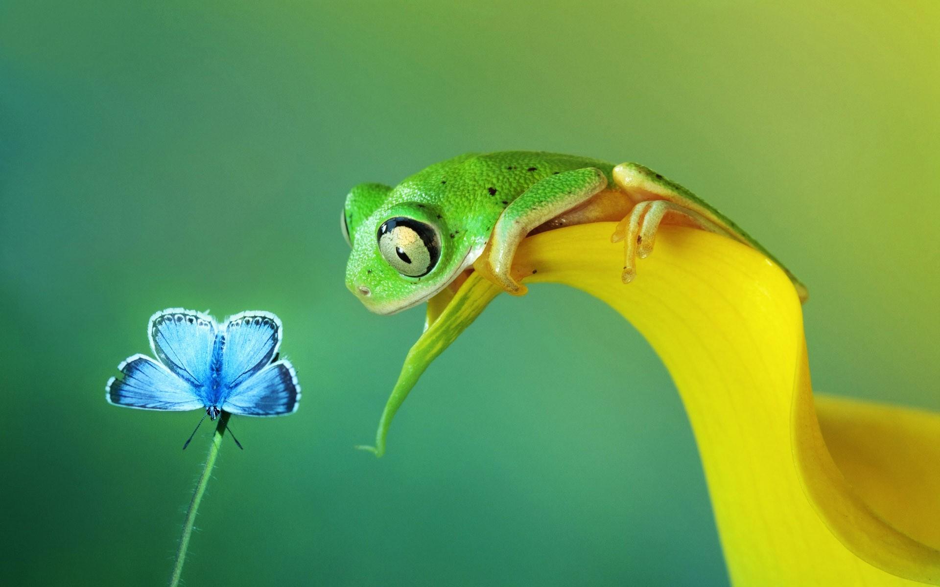 animals, Frog, Macro Wallpaper HD / Desktop and Mobile Background