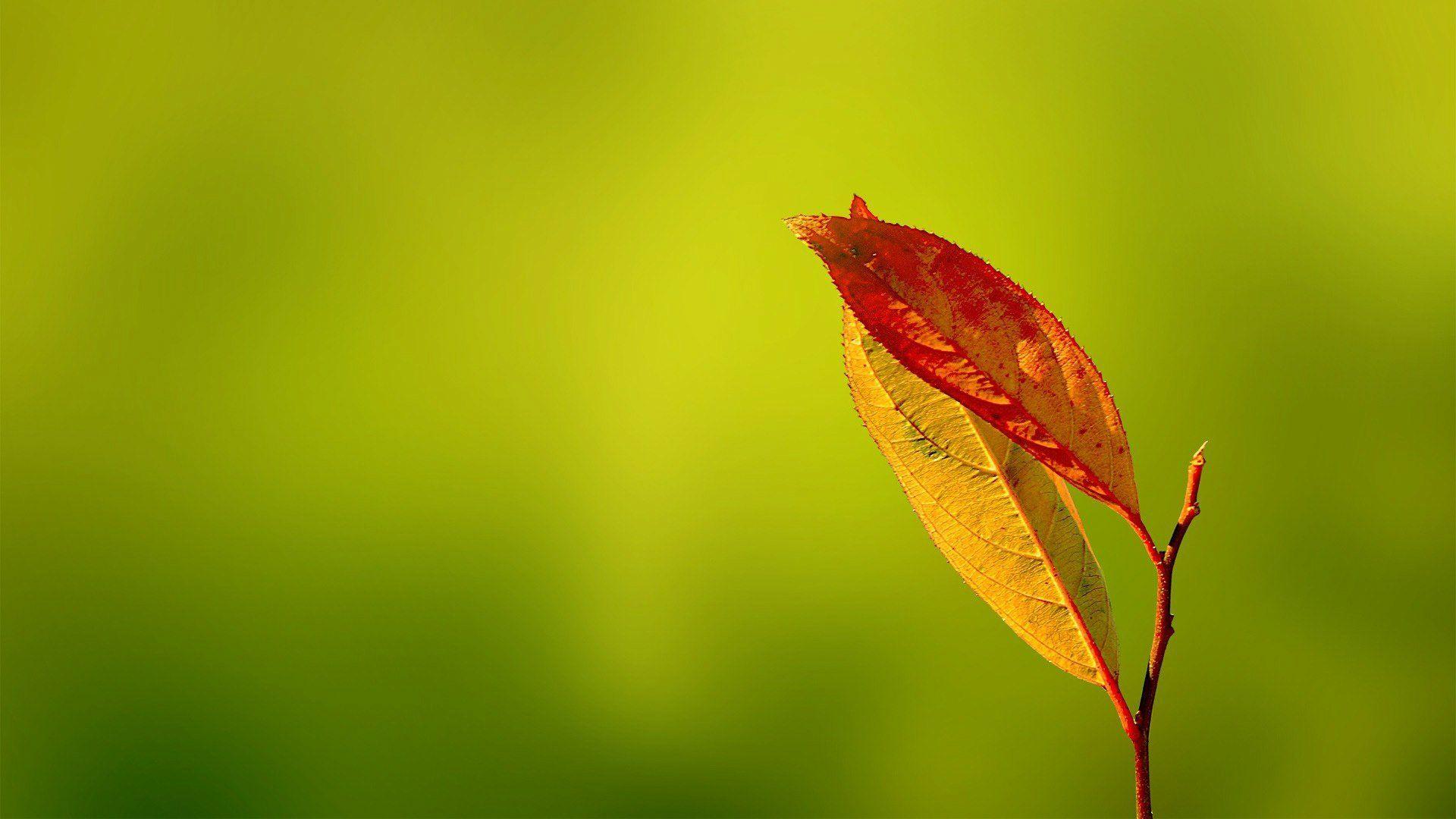 Macro Leaves Wallpaper HD Wallpaper. Flower desktop wallpaper, HD