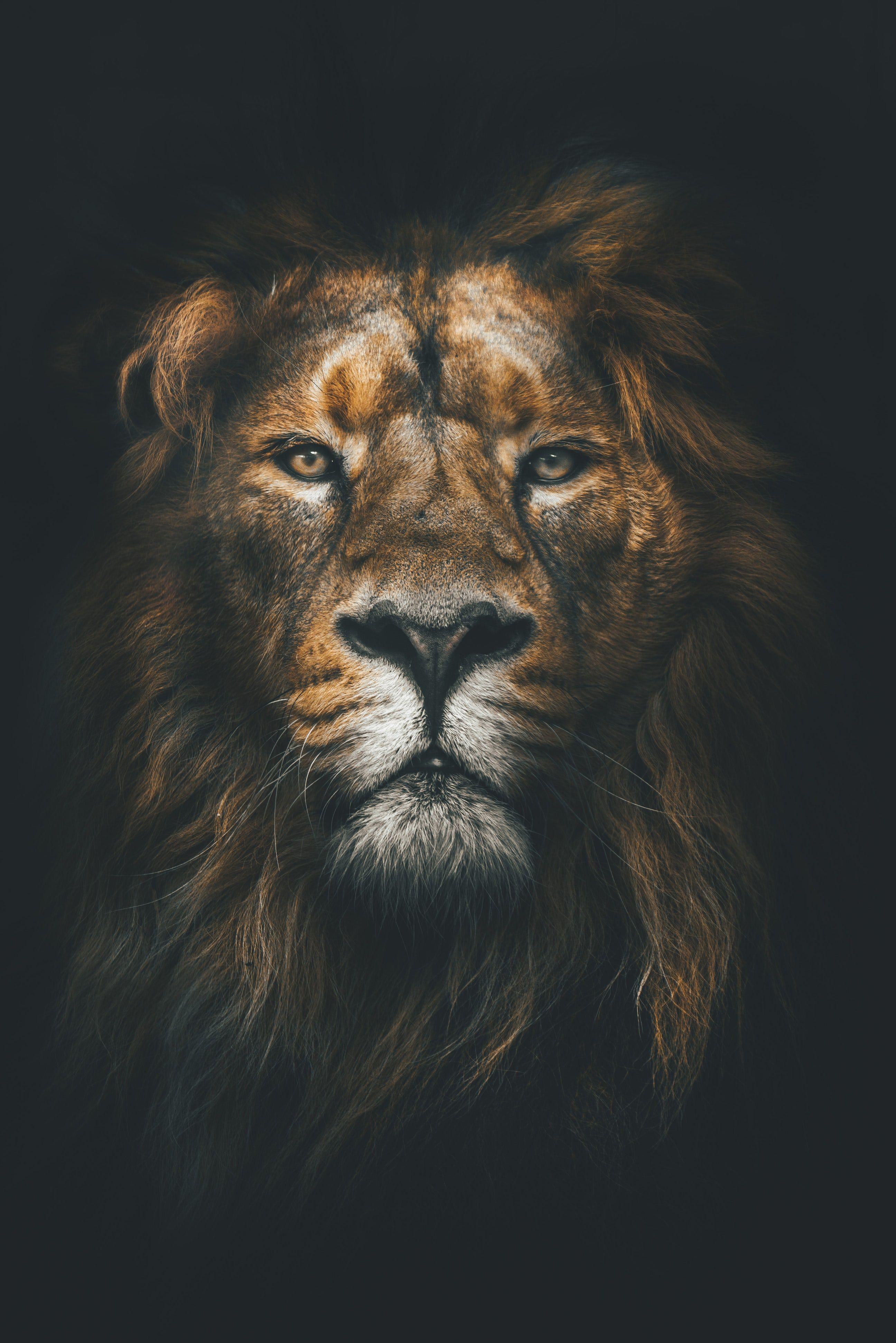 Tourist Africa Picture. Download Free Image. Lion wallpaper, Lion art, Lion