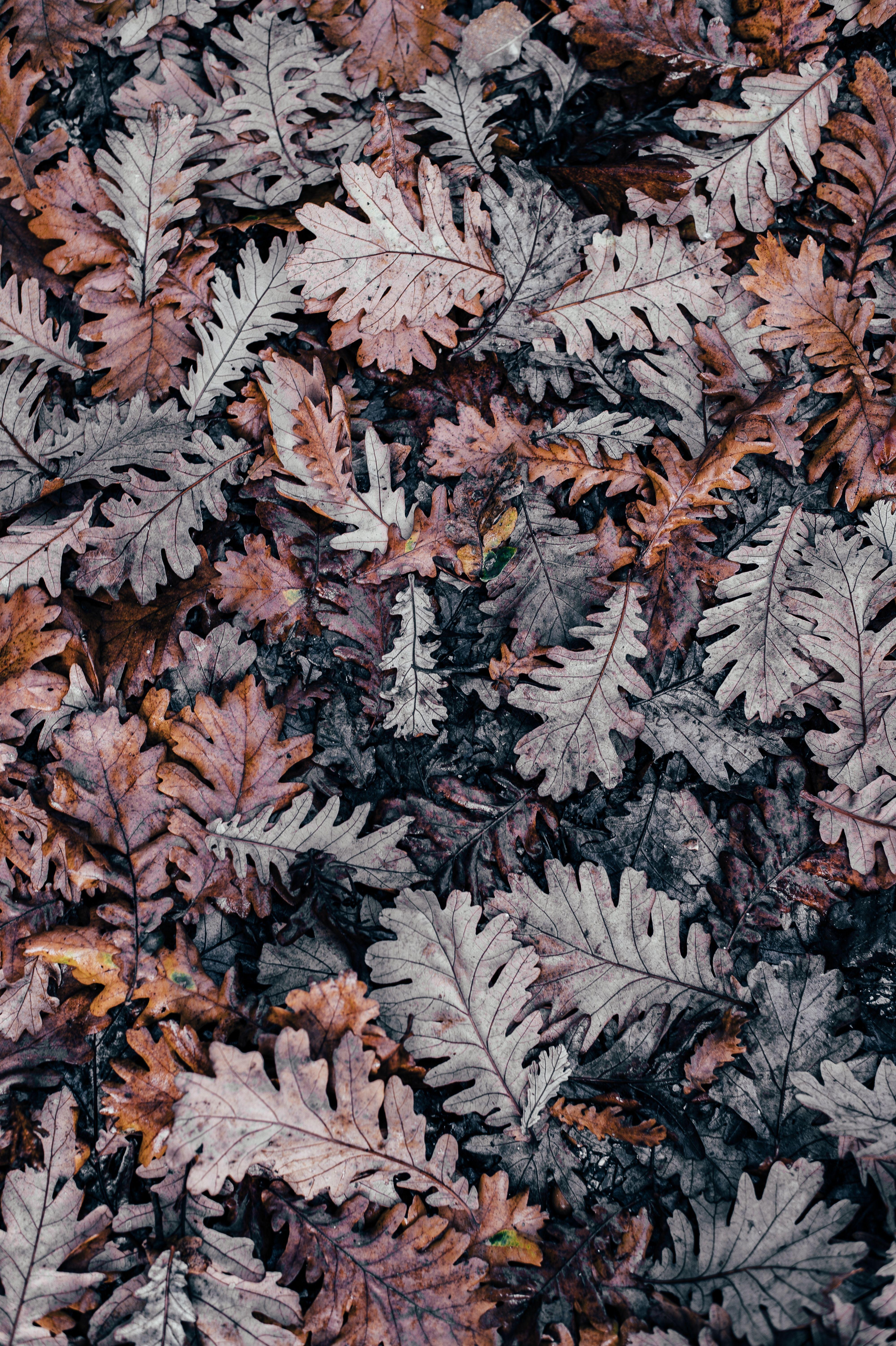 Amazing Free Minimalist Wallpaper Downloads for iPhone X. Fall wallpaper, Preppy wallpaper, Oak leaf art