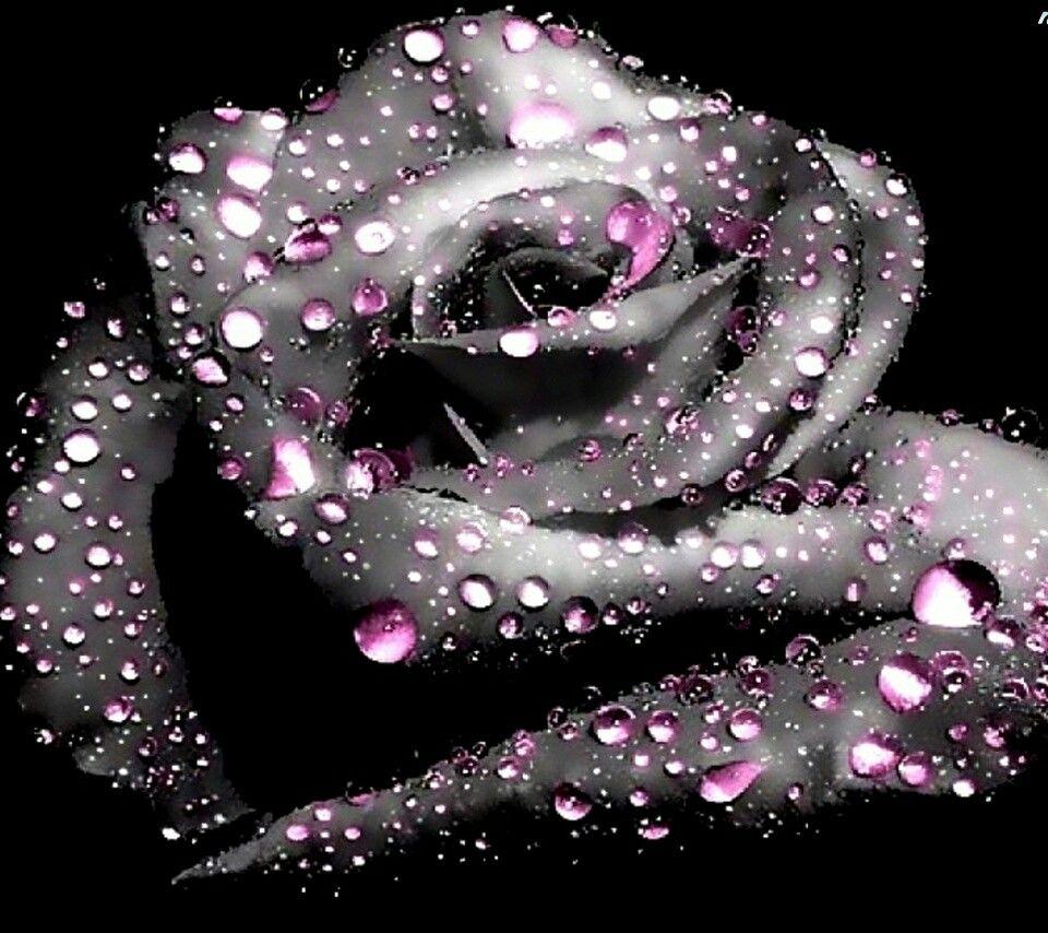 Cool rose wallpaper. Awsome Wallpaper and Background