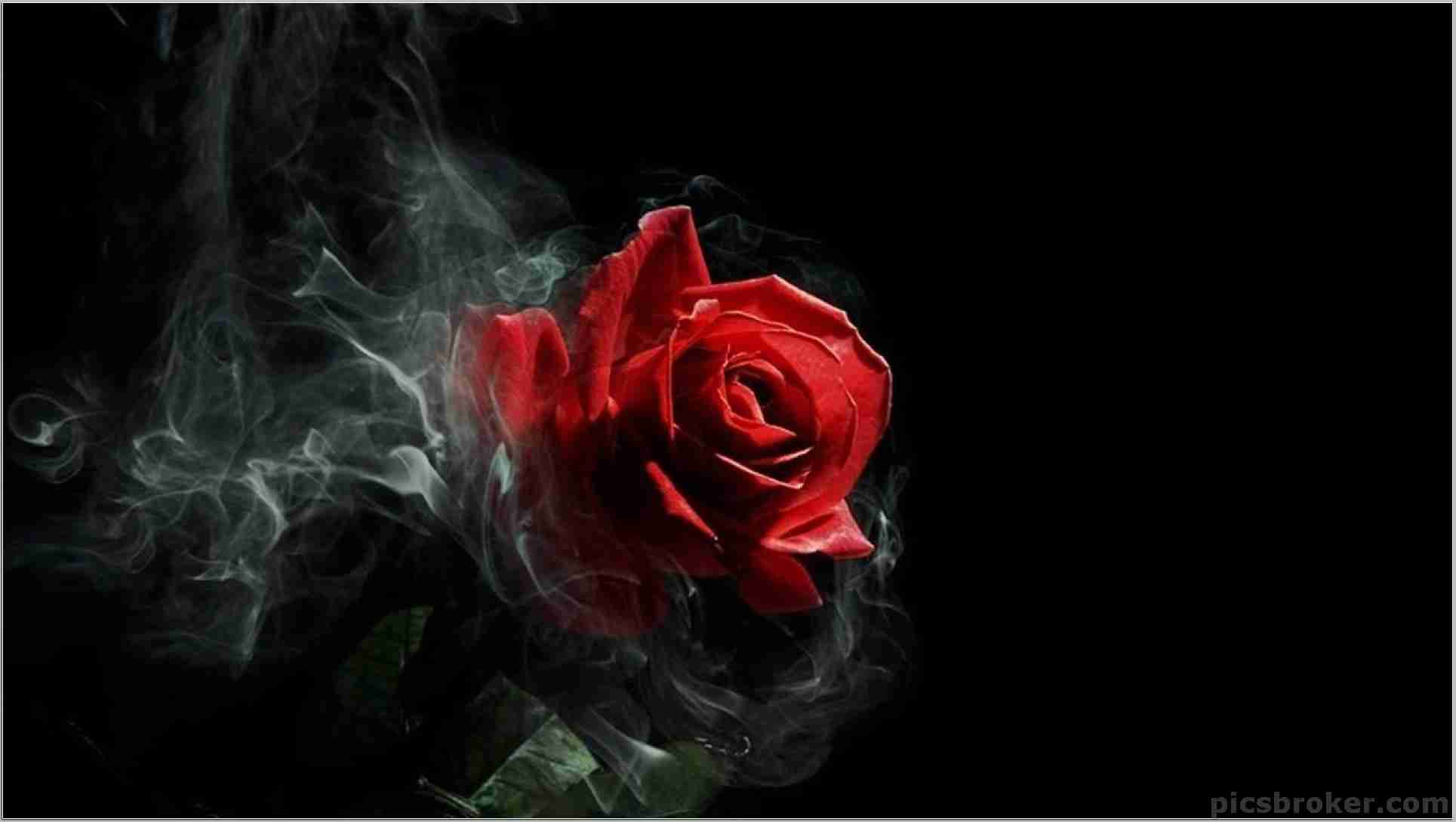 Dope Rose Wallpapers  Top Free Dope Rose Backgrounds  WallpaperAccess