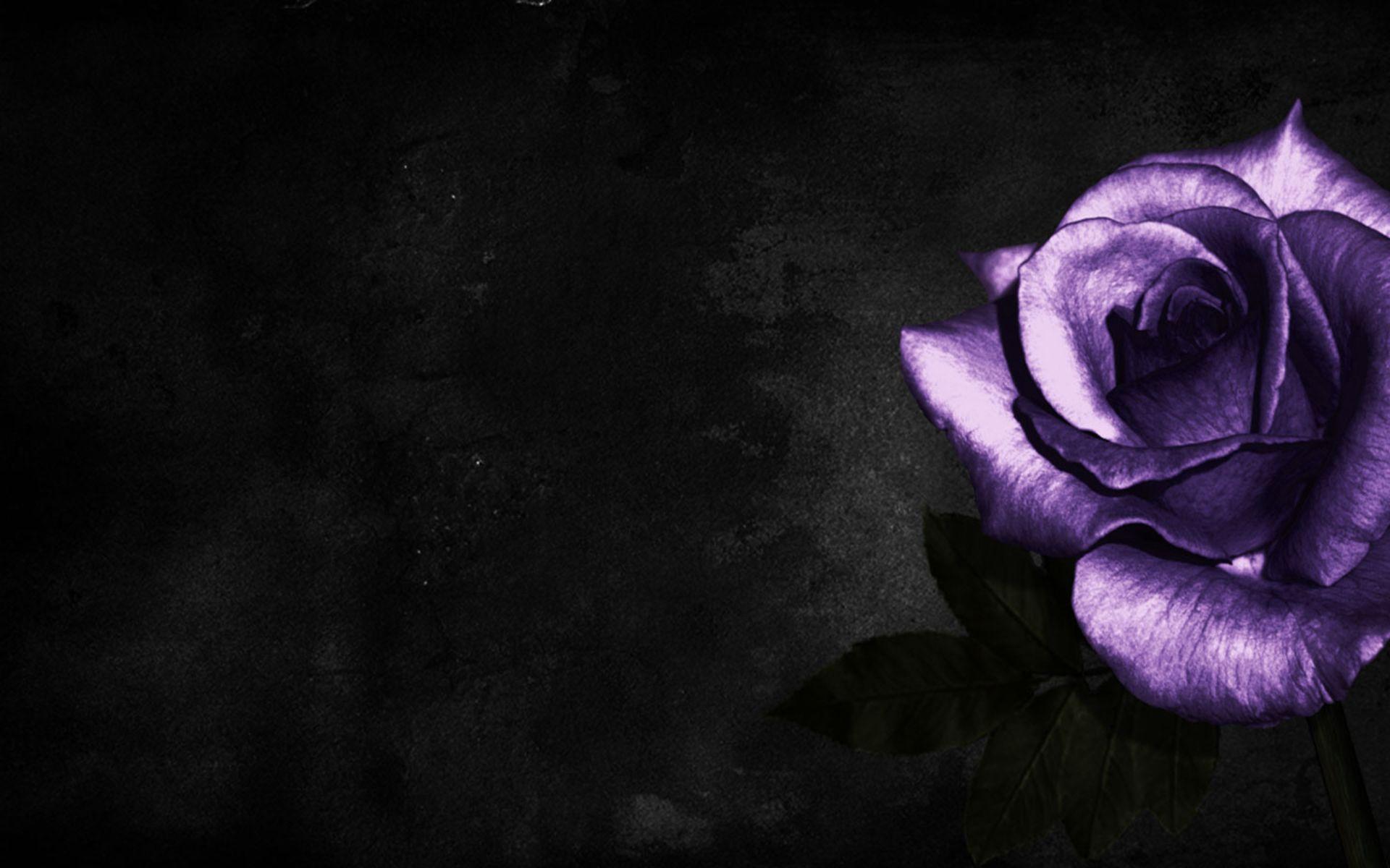 Purple and Black Rose Wallpaper