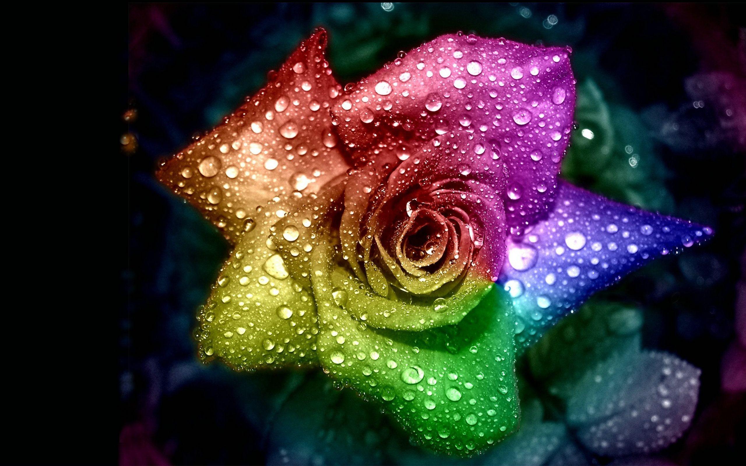 Cool Rose Wallpaper Flowers With Water Free