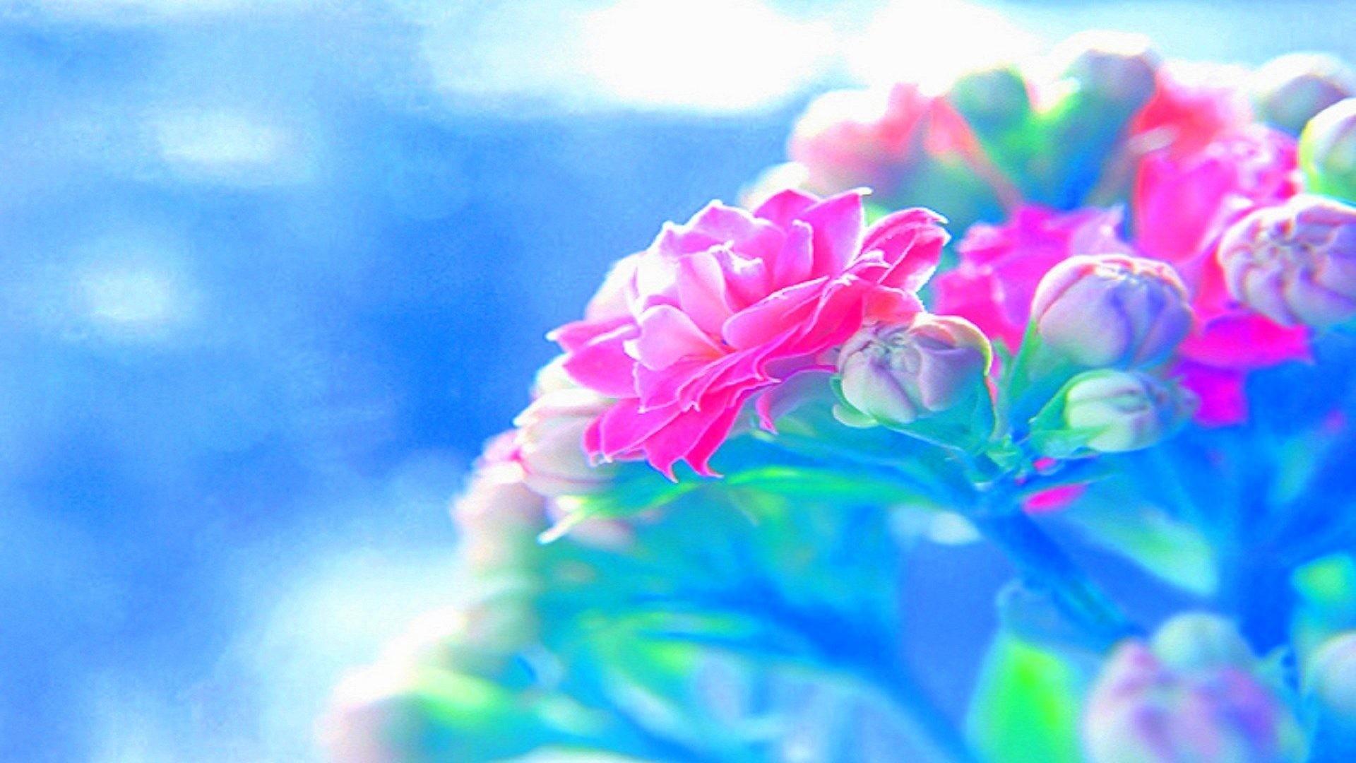 Cool Rose Wallpaper, HD Wallpaper & background Download