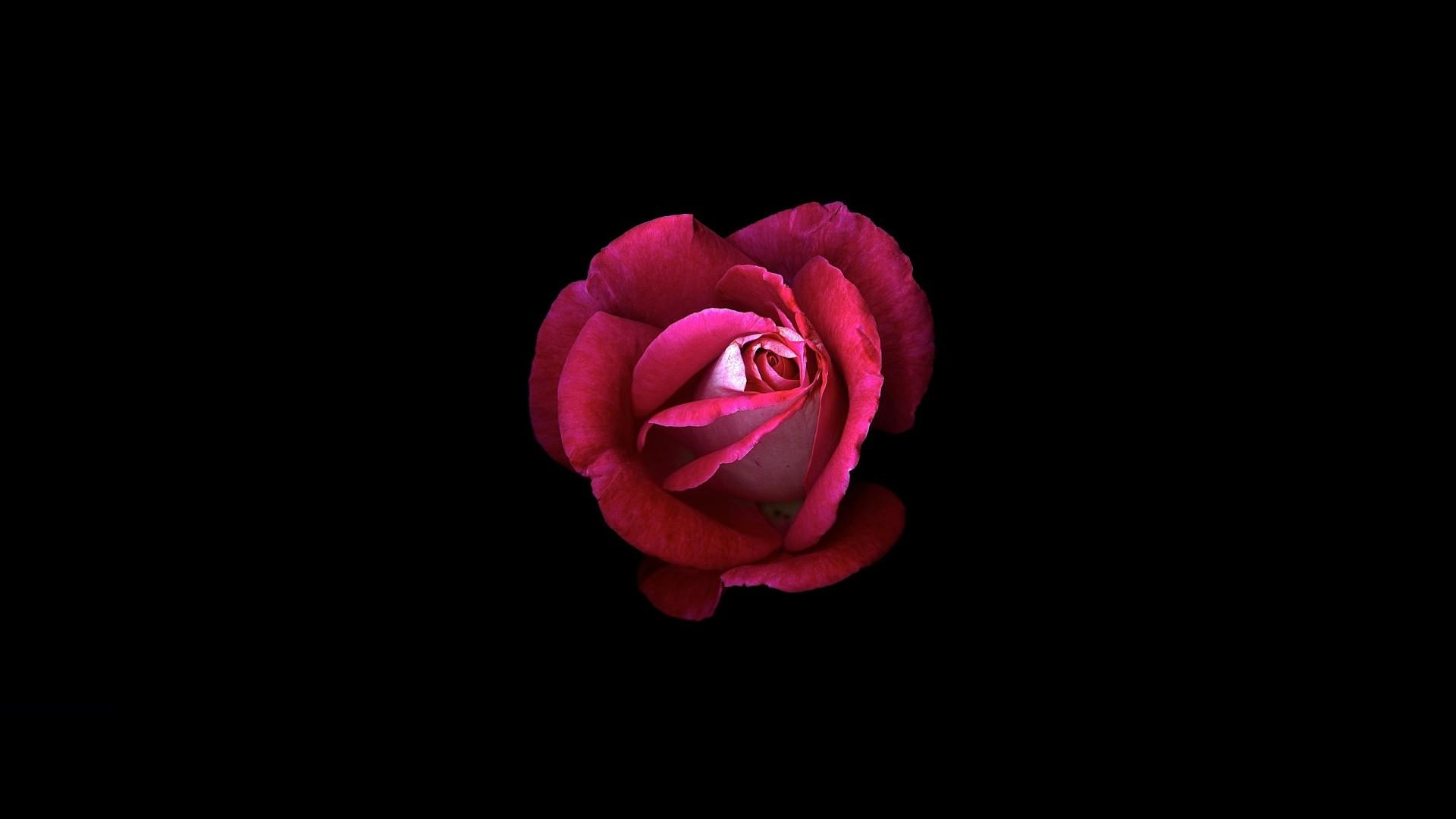 Wallpaper Pink Rose, Dark Background, HD, Black Dark
