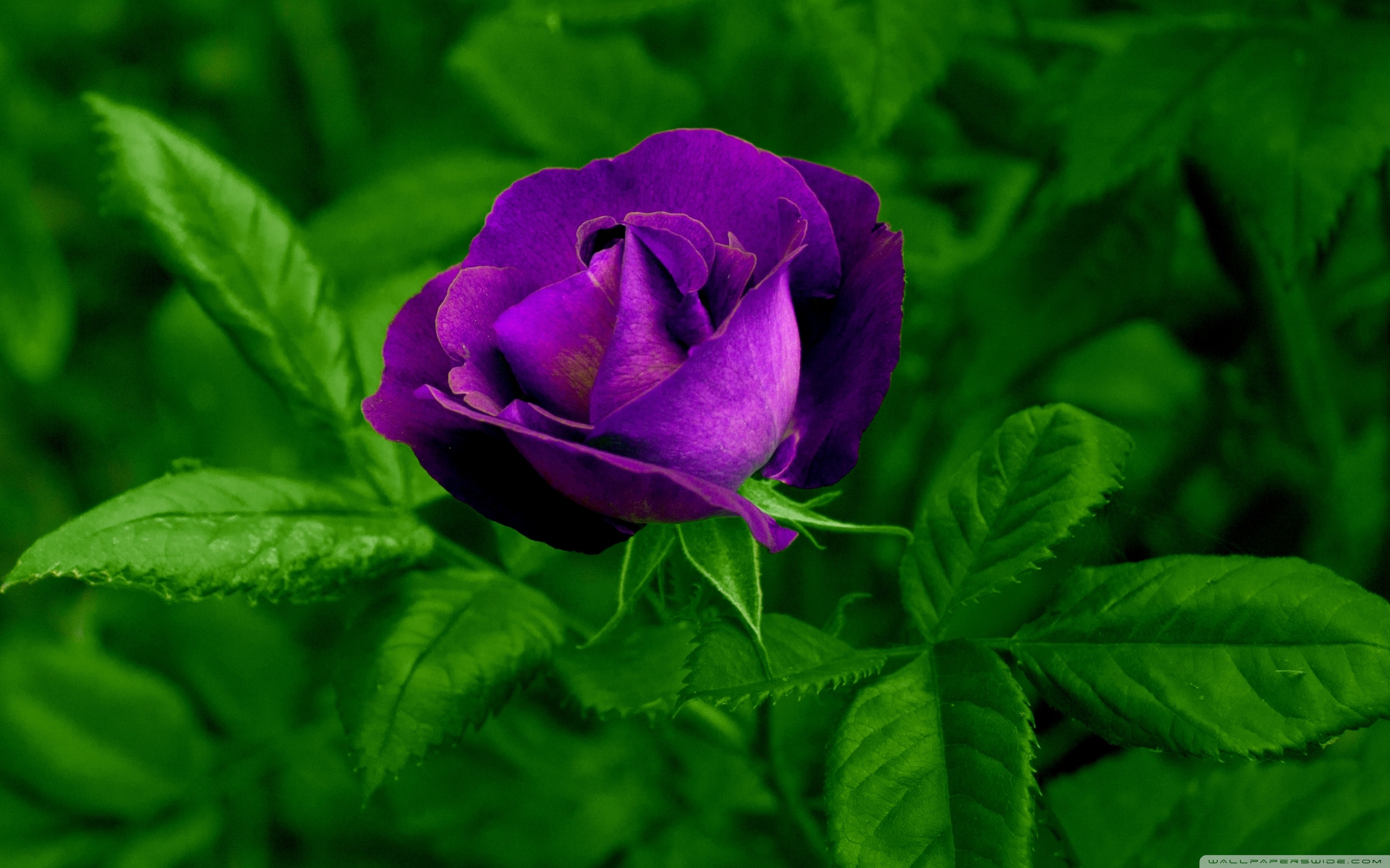 Rose Wallpaper For Android. Other HD Wallpaper