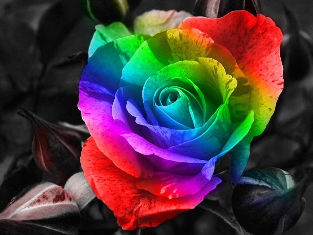 colorful rose #wallpaper