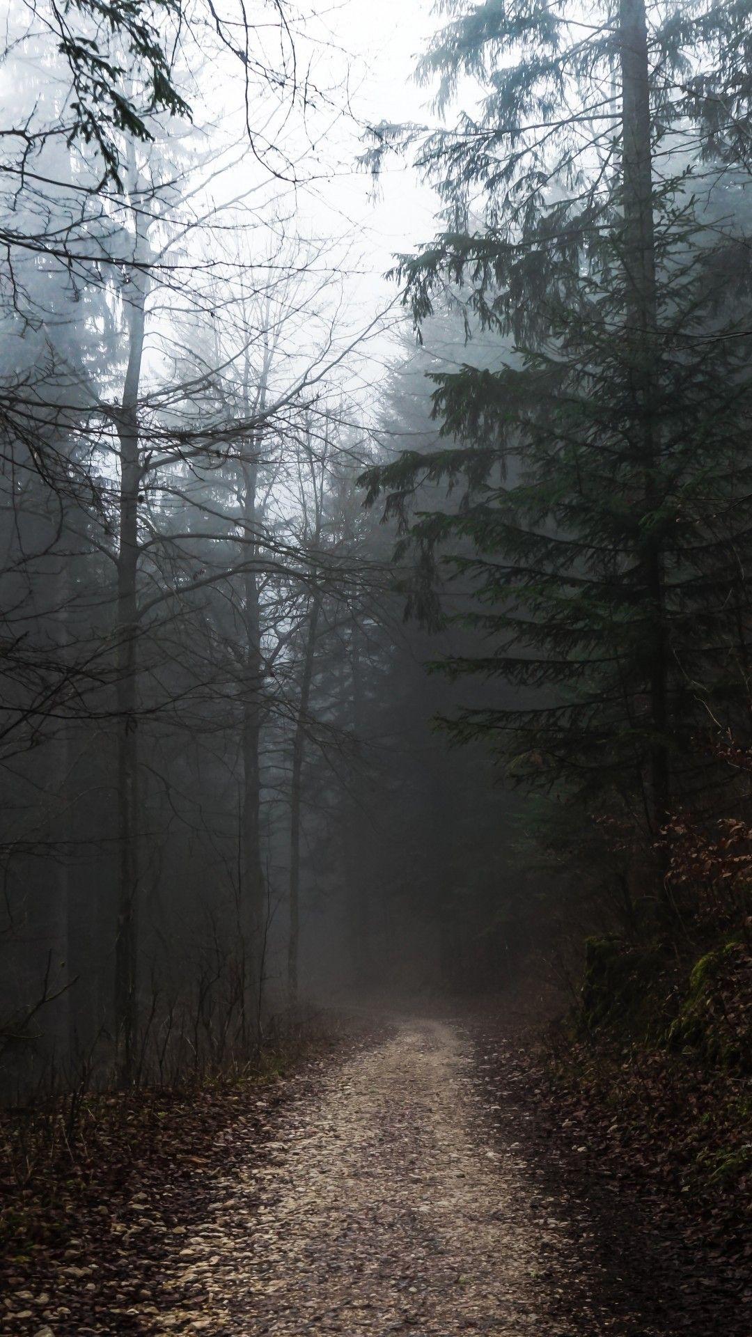 Foggy Forest, Path, Autumn, Gloomy Weather. Foggy forest