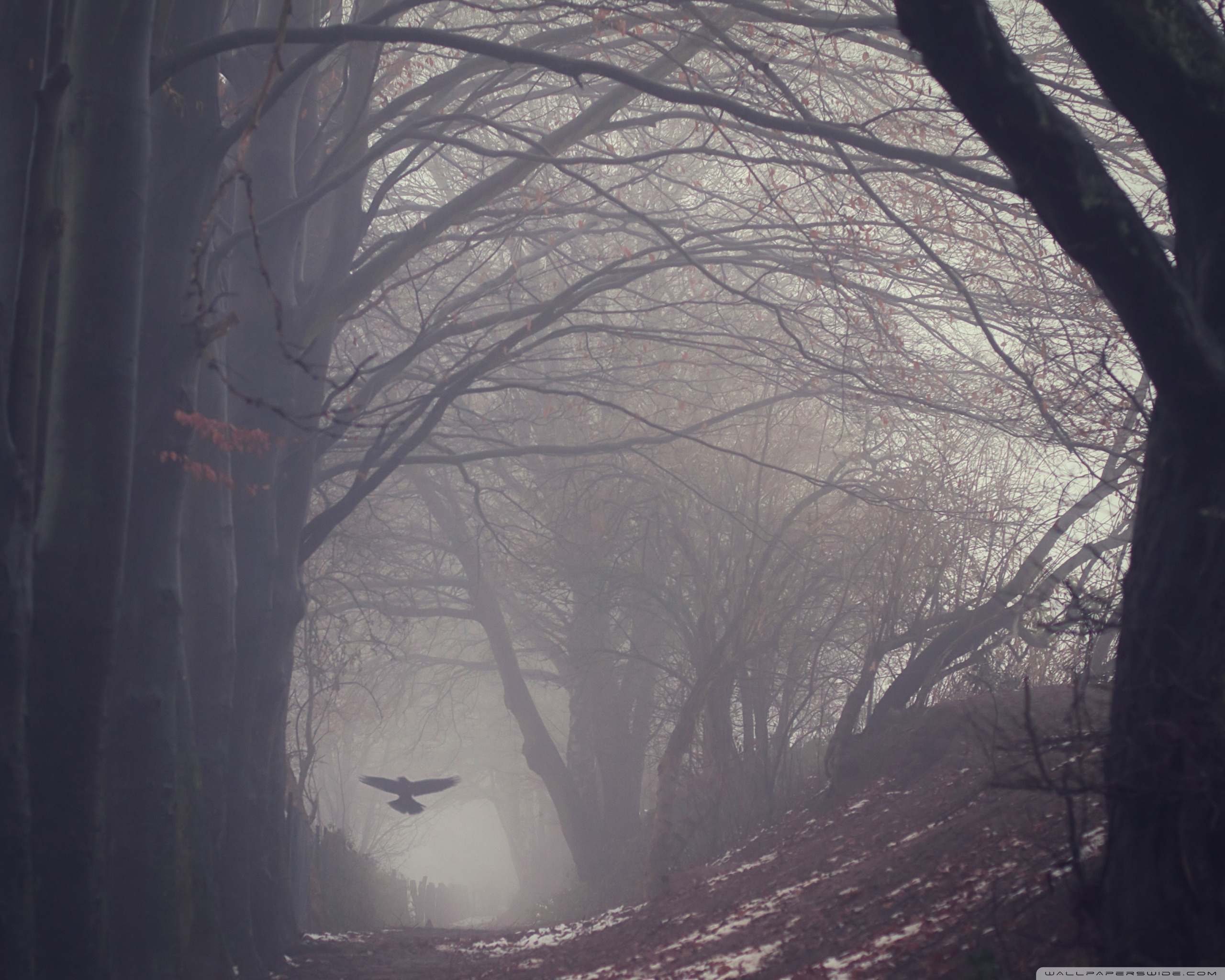 Raven Bird Flying, Trees, Path, Gloomy, Winter ❤ 4K HD