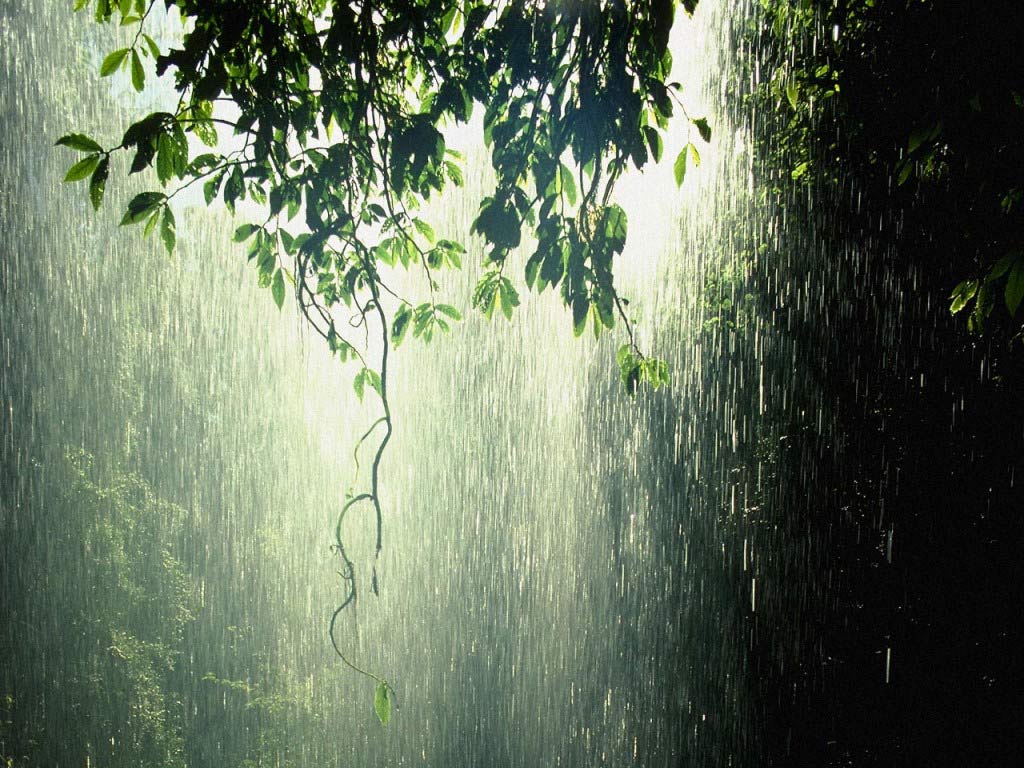 Jungle Rain Wallpaper