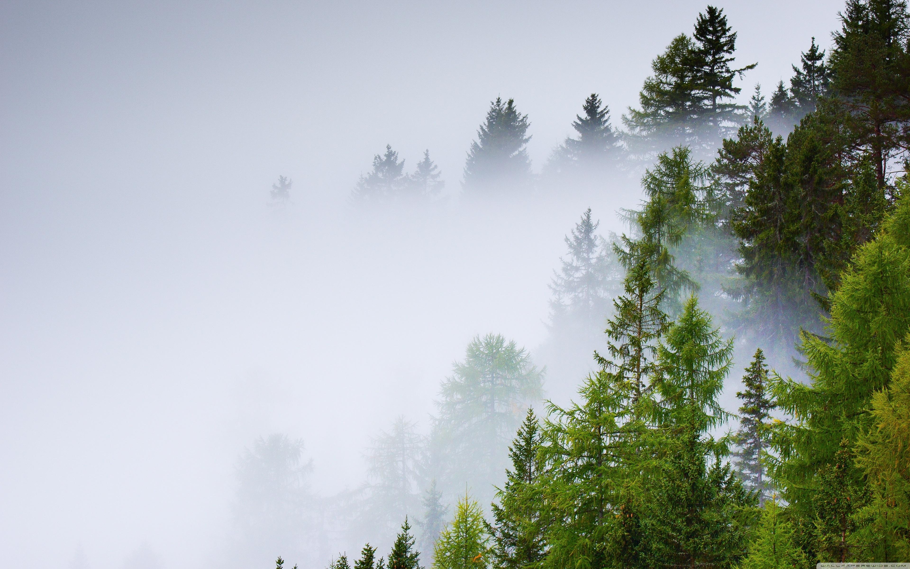 Conifer Forest, Mist, Rainy Day ❤ 4K HD Desktop Wallpaper