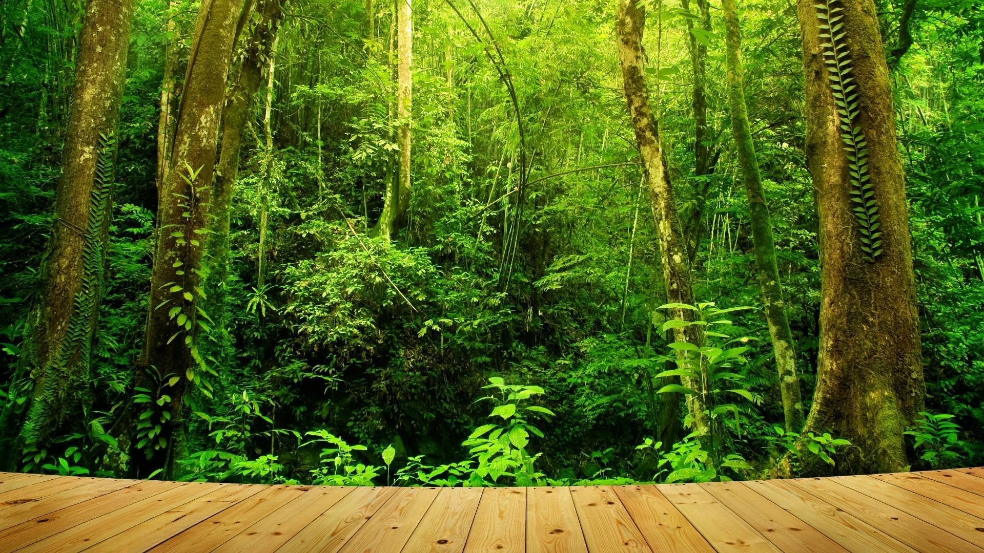 Tropical Forest Wallpaper, Free Stock Wallpaper