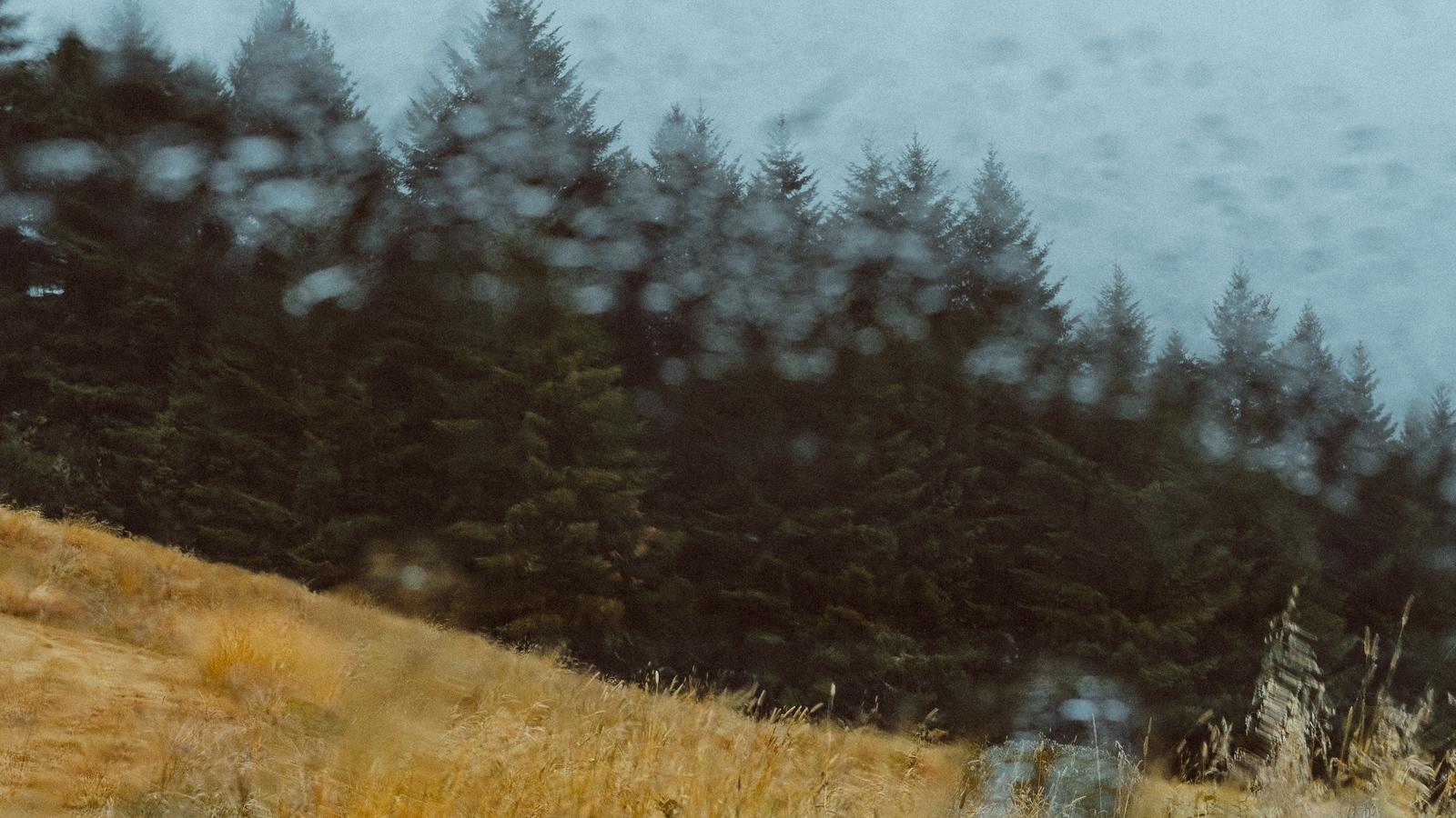 Download wallpaper 1600x900 car, forest, view, glass, rain