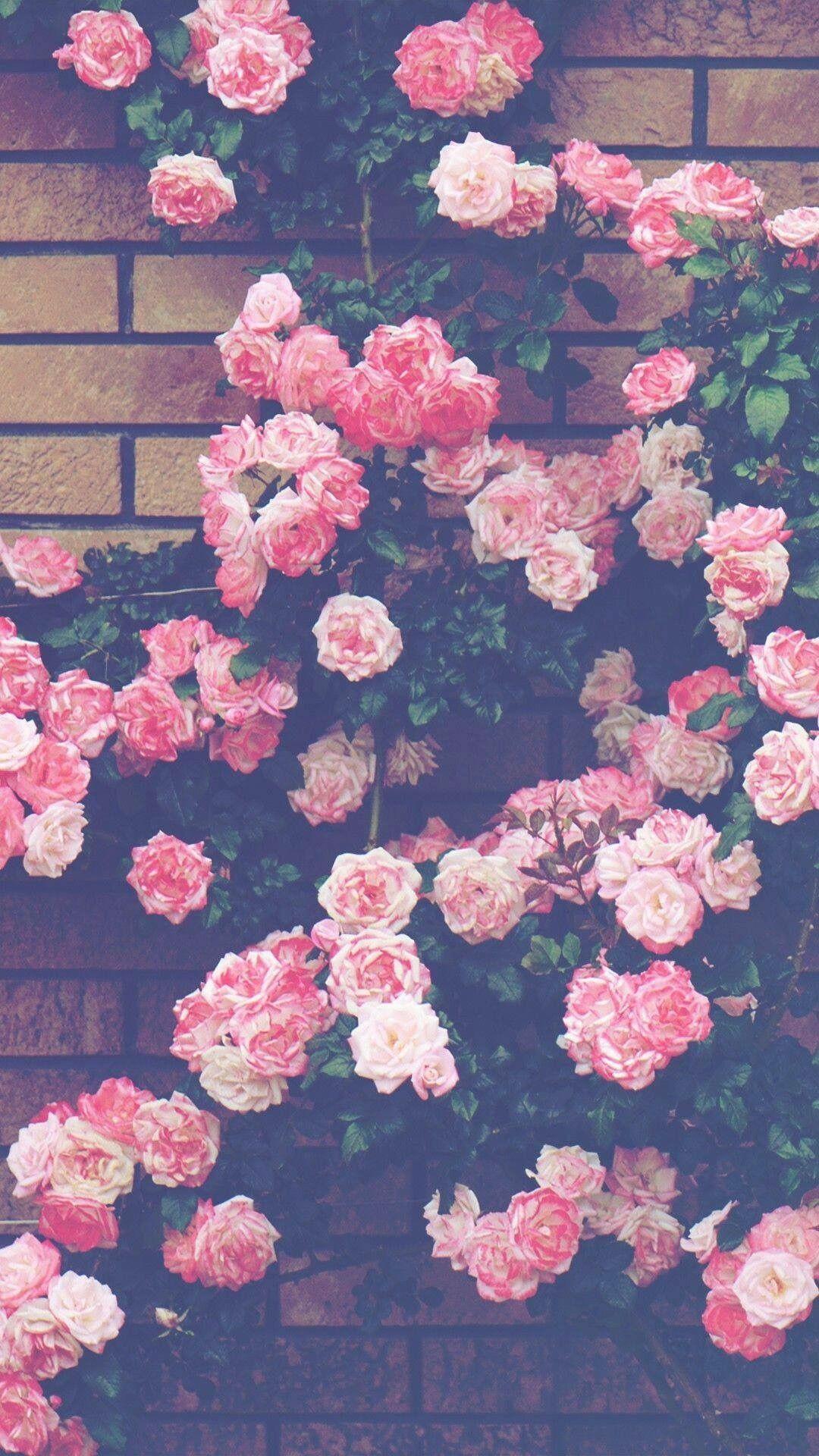 Hình nền hoa hồng cổ điển cho iPhone sẽ làm cho thiết bị của bạn đẹp hơn bao giờ hết. Những bông hoa hồng cổ điển tươi mới sẽ tạo cho màn hình iPhone của bạn mùa xuân cuốn hút. Xem hình ảnh liên quan để phát hiện ra sức quyến rũ của loại hình này.
