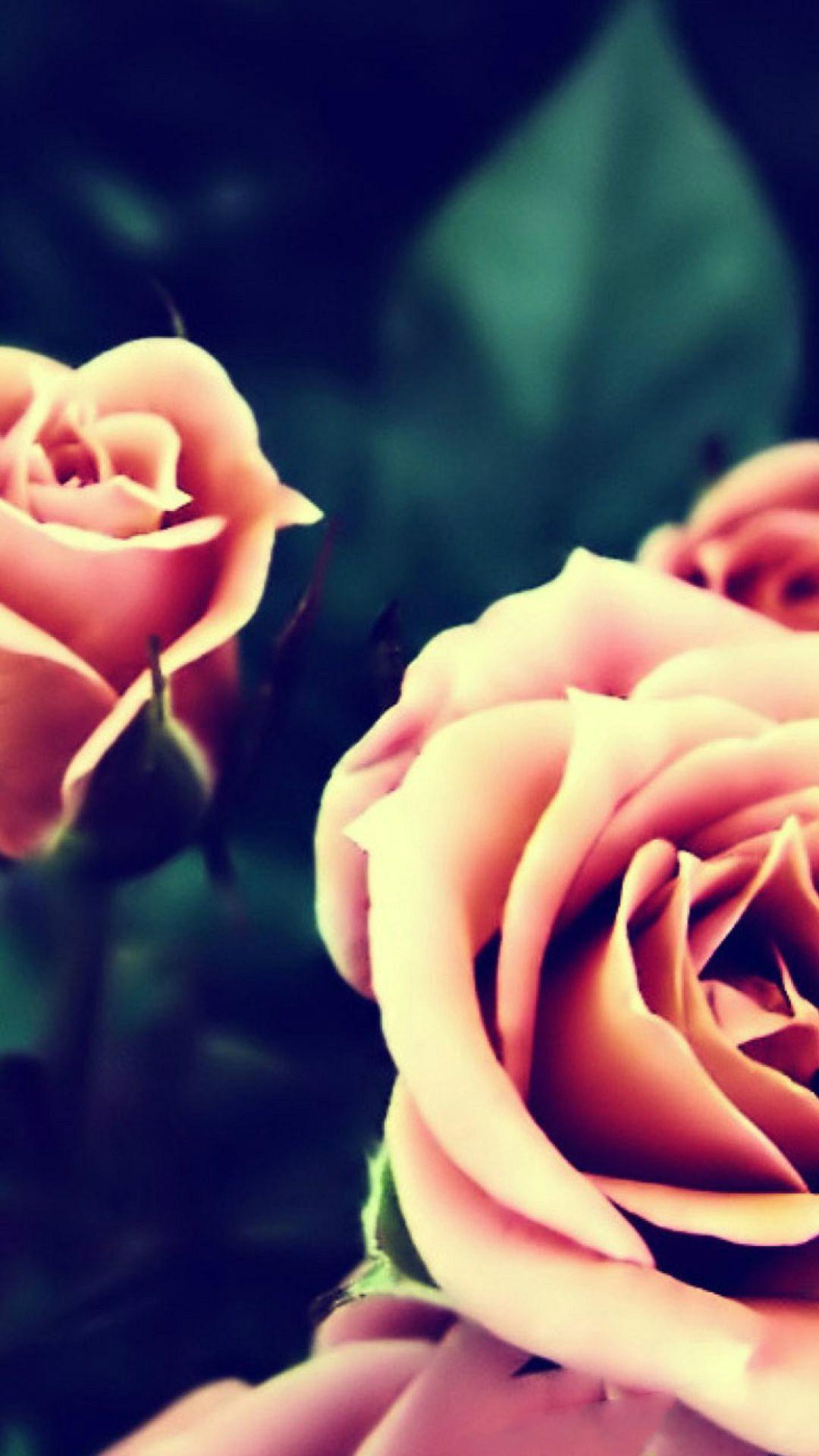 Vintage Pink Roses Closeup iPhone 8 Wallpaper Free Download