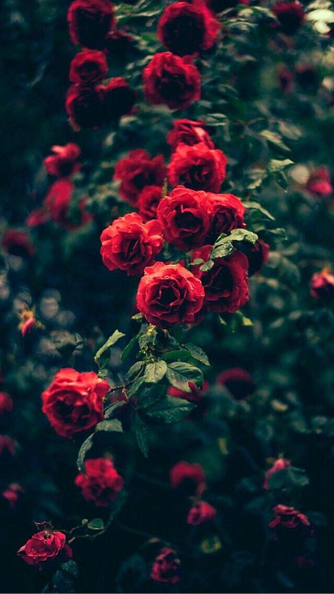 Rose iPhone Wallpaper Free Rose iPhone Background