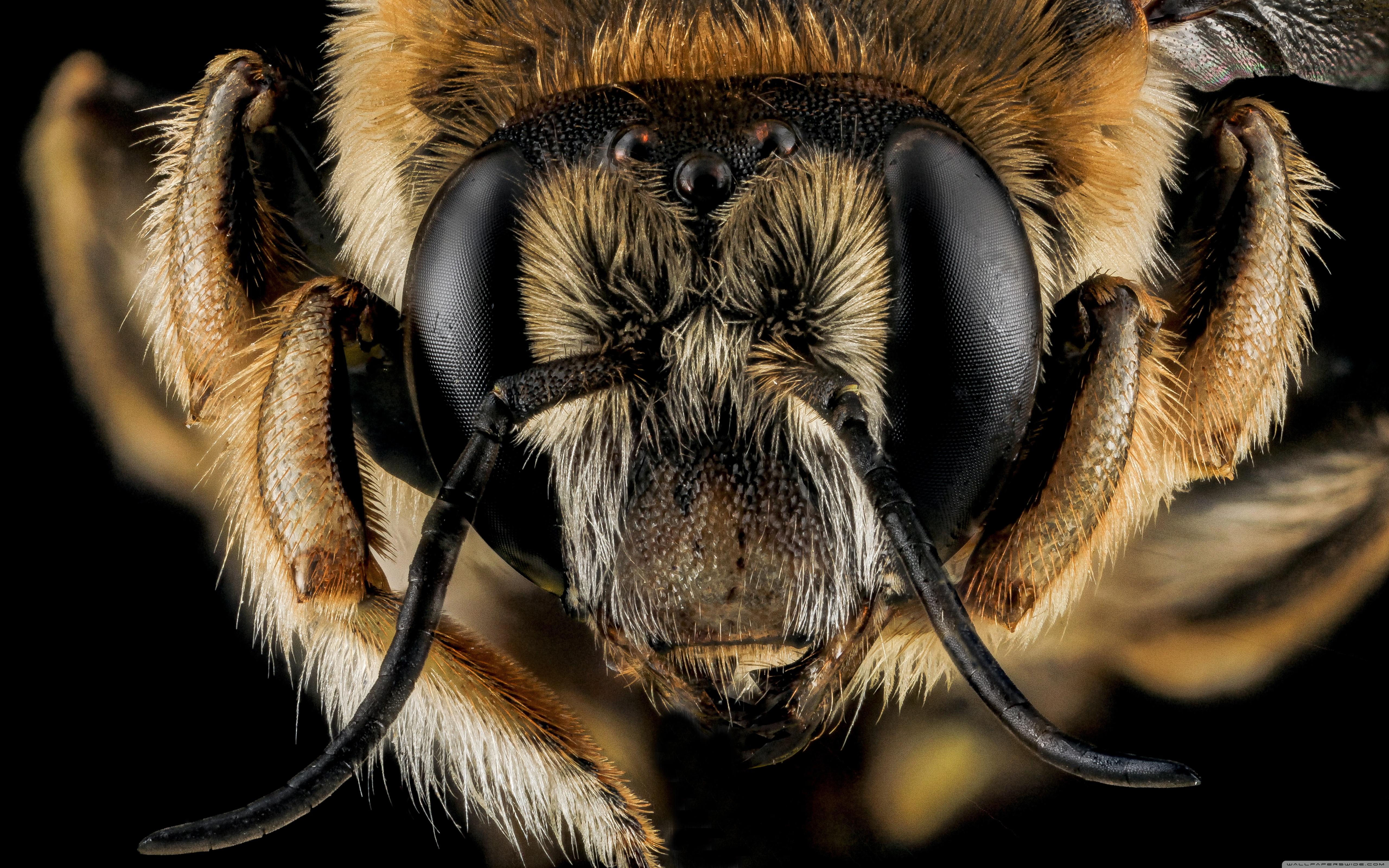 Anthidium Manicatum Bee Macro Photography ❤ 4K HD Desktop