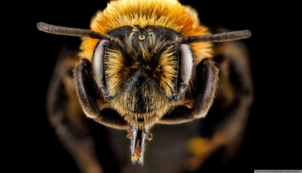 Macro Bee HD Wallpaper