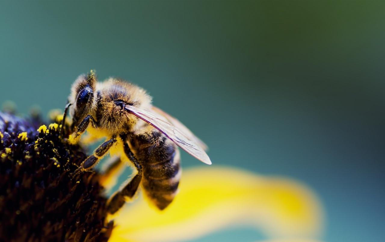Bee Macro wallpaper. Bee Macro