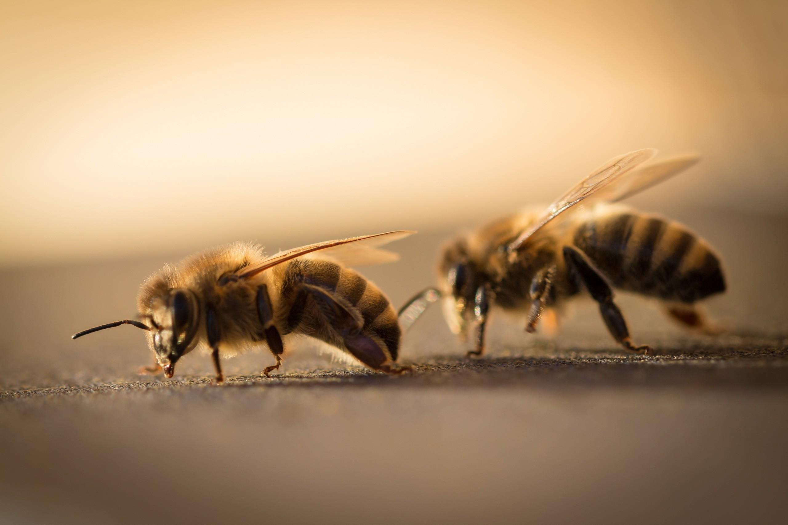 2560x1706 animals bees macro wallpaper