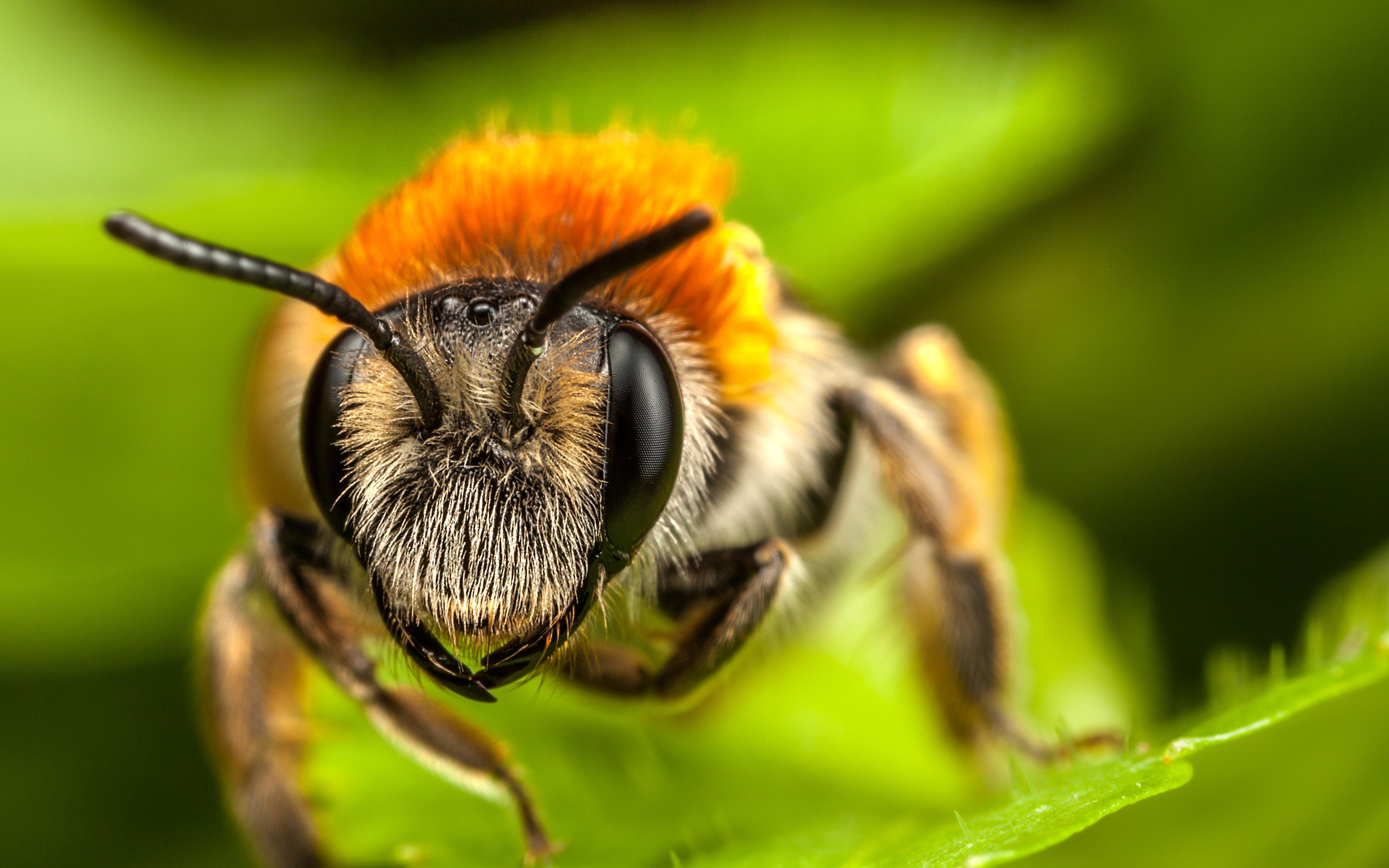 Desktop Wallpaper Bees Insects Macro animal Closeup 3840x2400